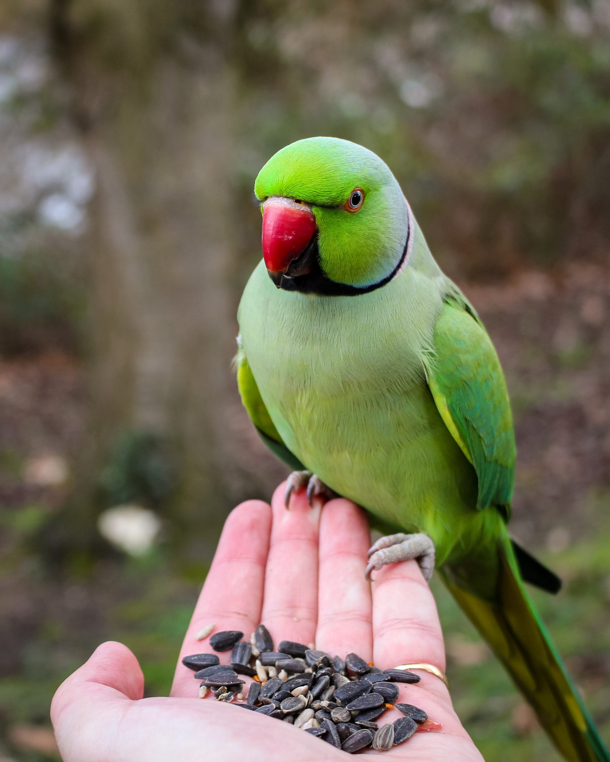 Why Parrot Adopting is Always Best