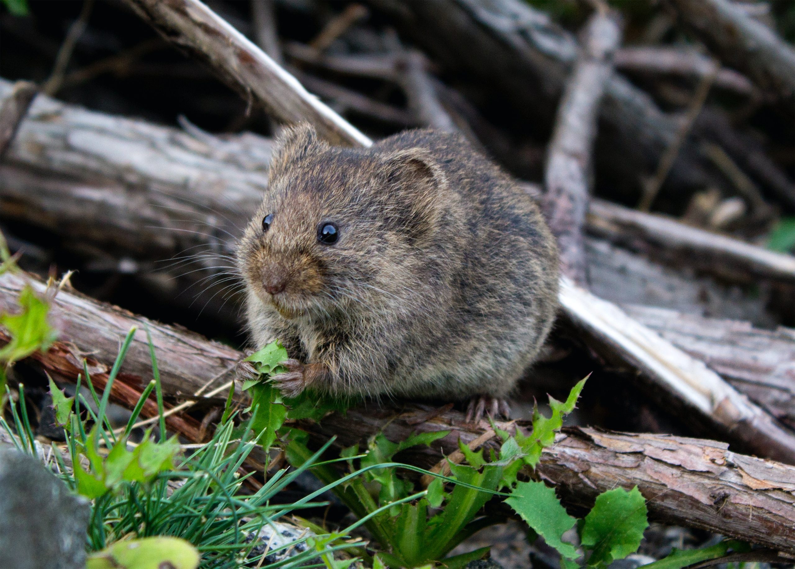 All About Moles From Their Habits to Their Role in Ecosystems