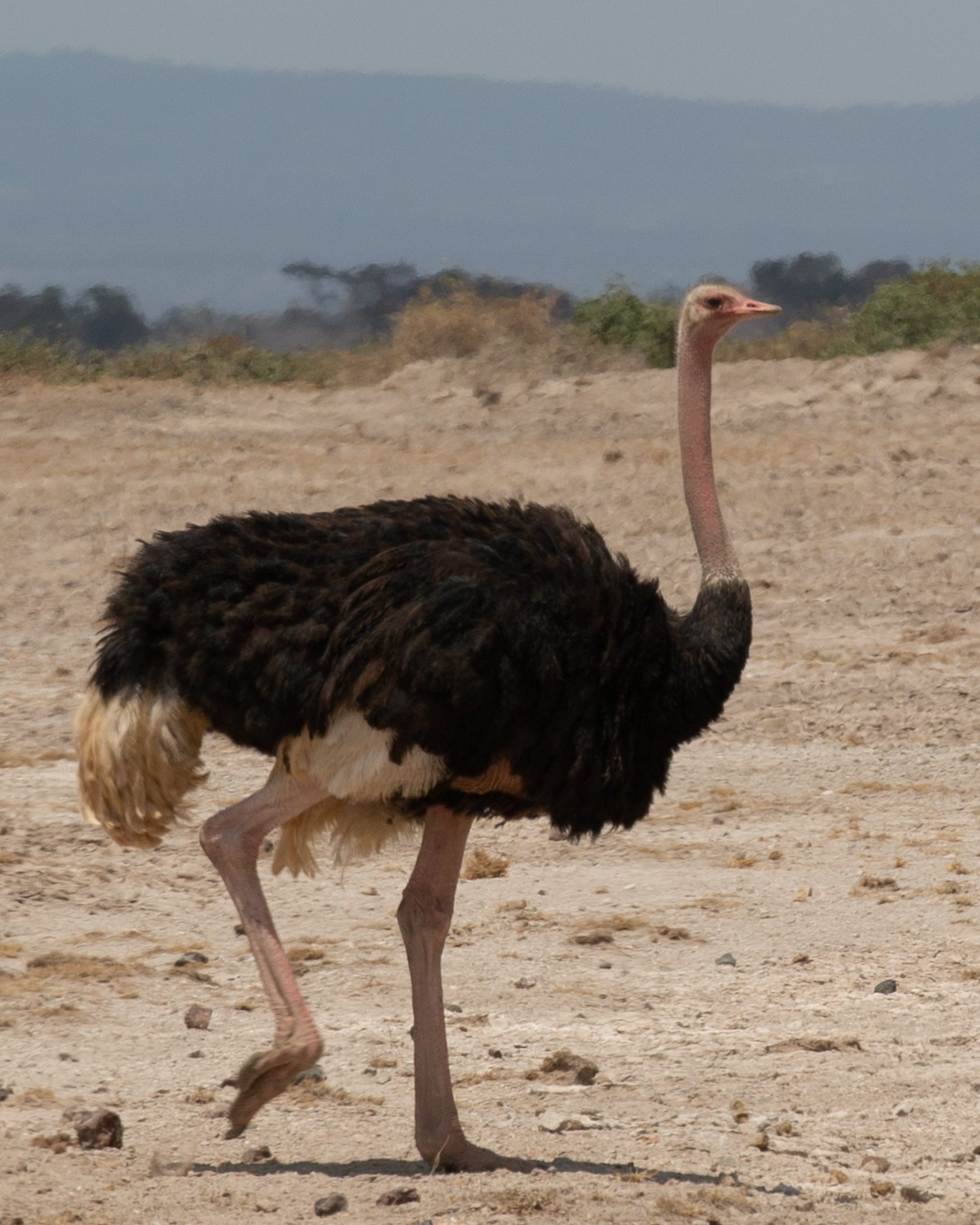 World’s Largest Bird