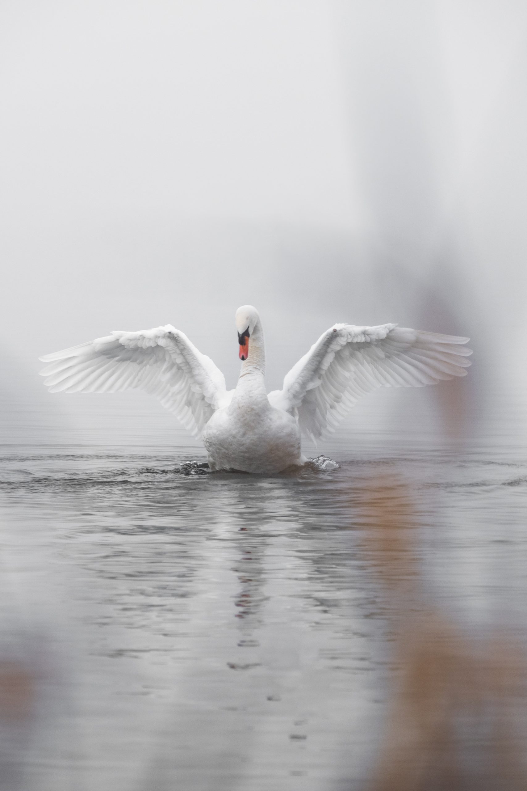 Conservation Efforts to Protect Swan Populations Around the World