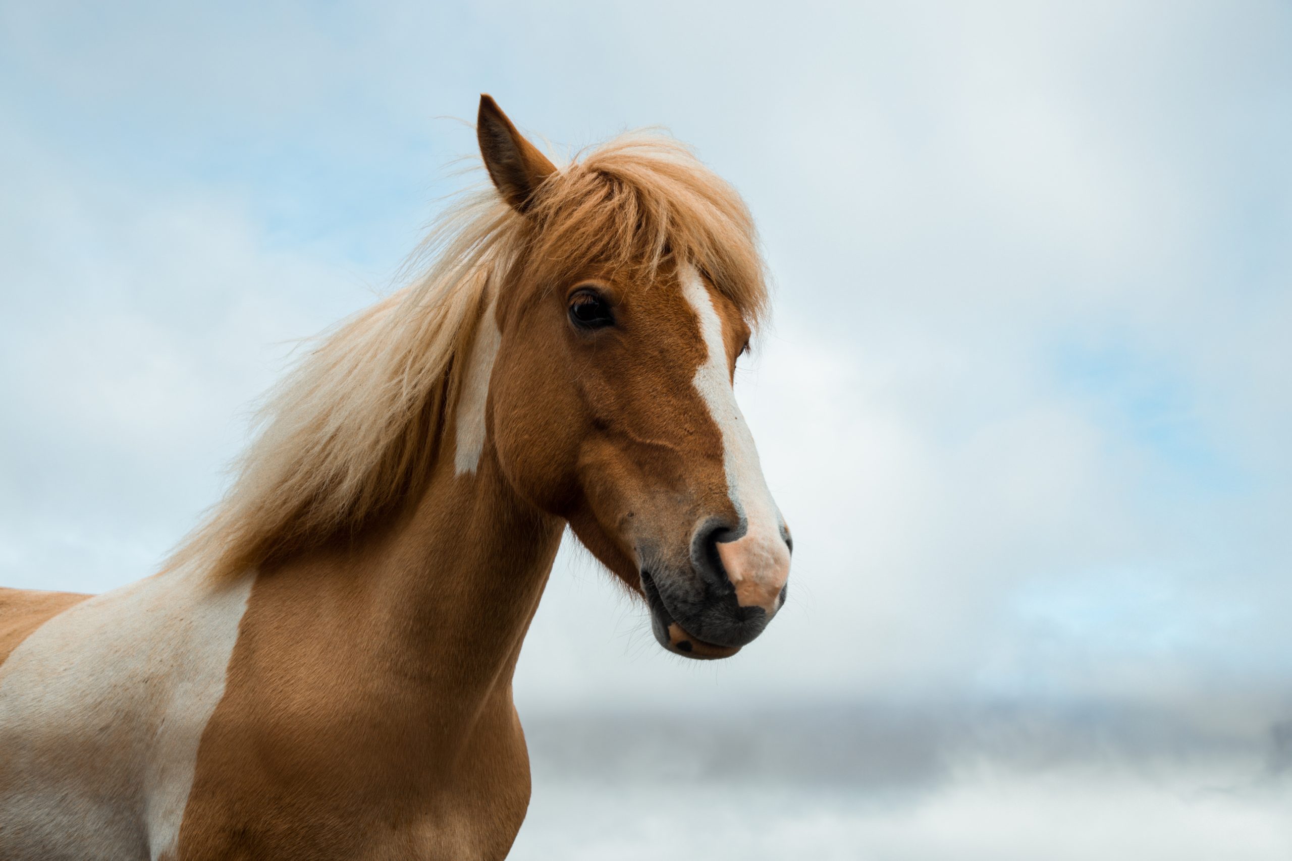 Preparing Your Mare for Breeding Season