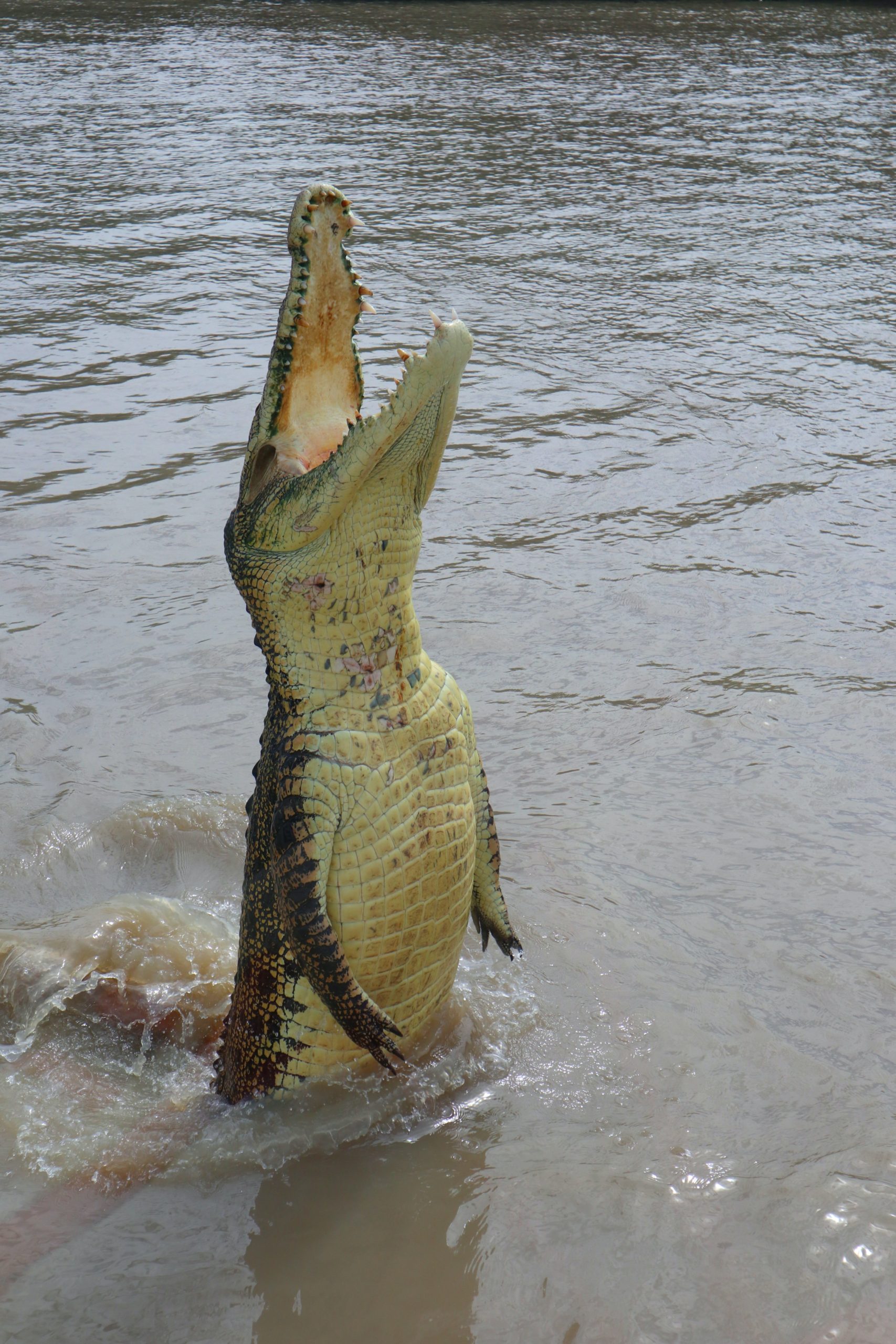 The Ferocity and Fascination of Crocodile Behavior