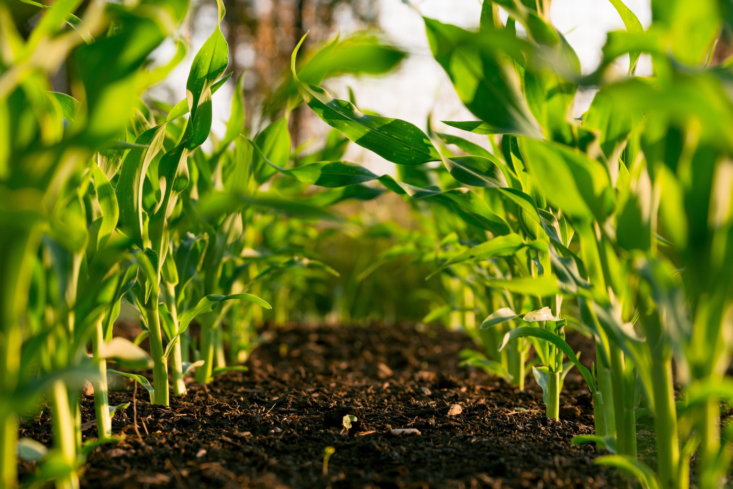 The Rise of Precision Agriculture: How Big Data and AI are Transforming Farming