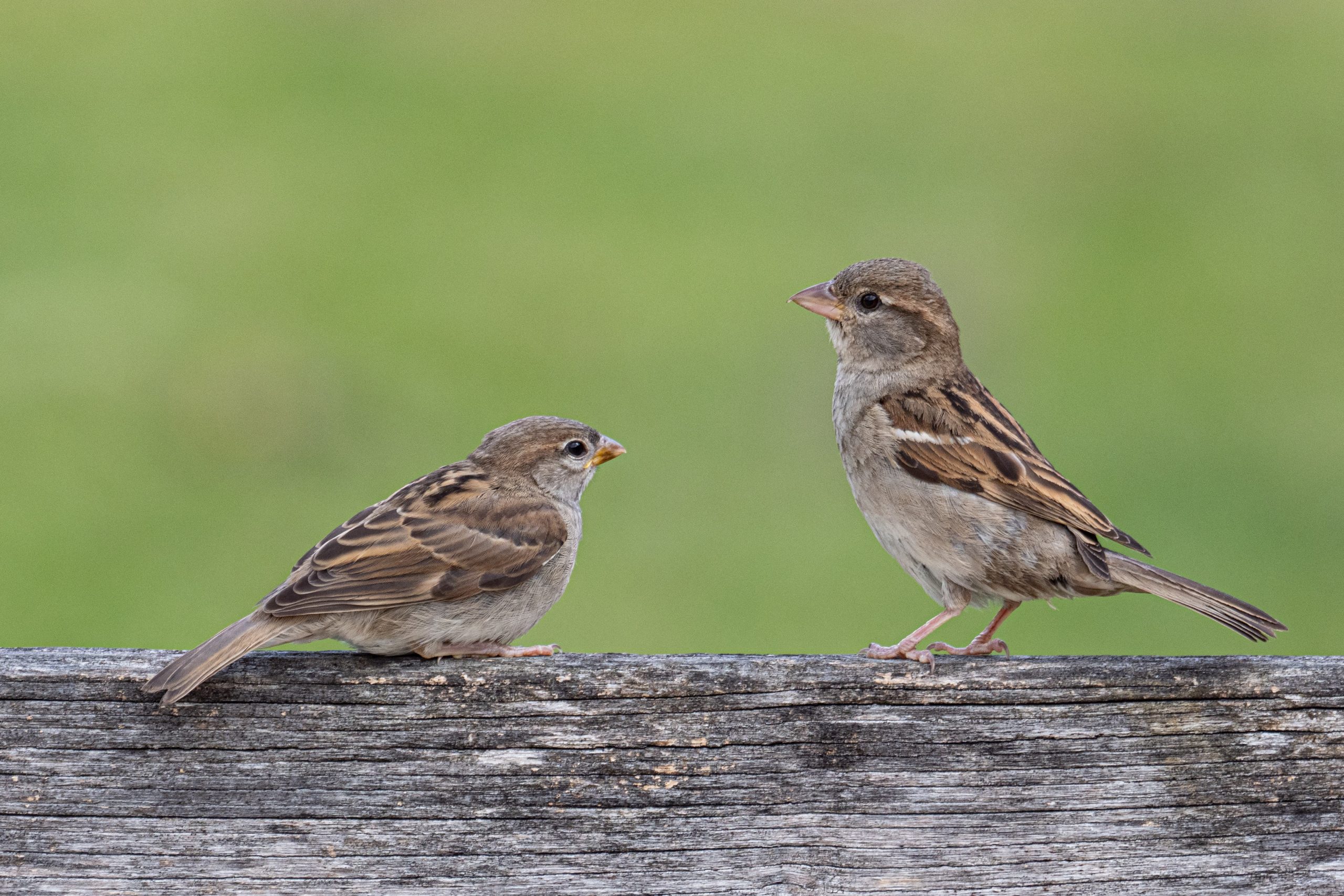 Sparrow Behaviors Unveiled Nesting to Courtship