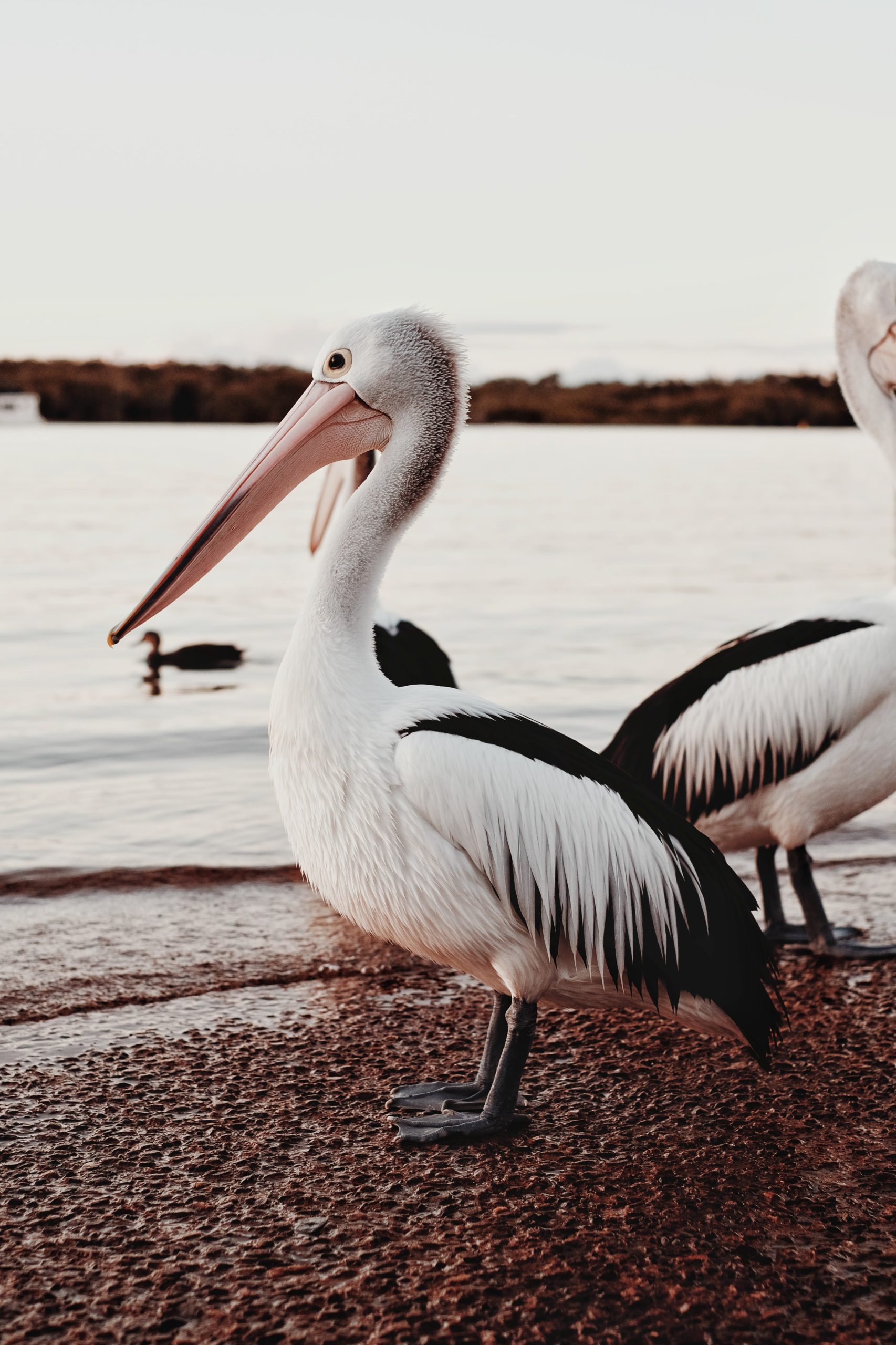 Surprising Life Cycle of Pelican Birds