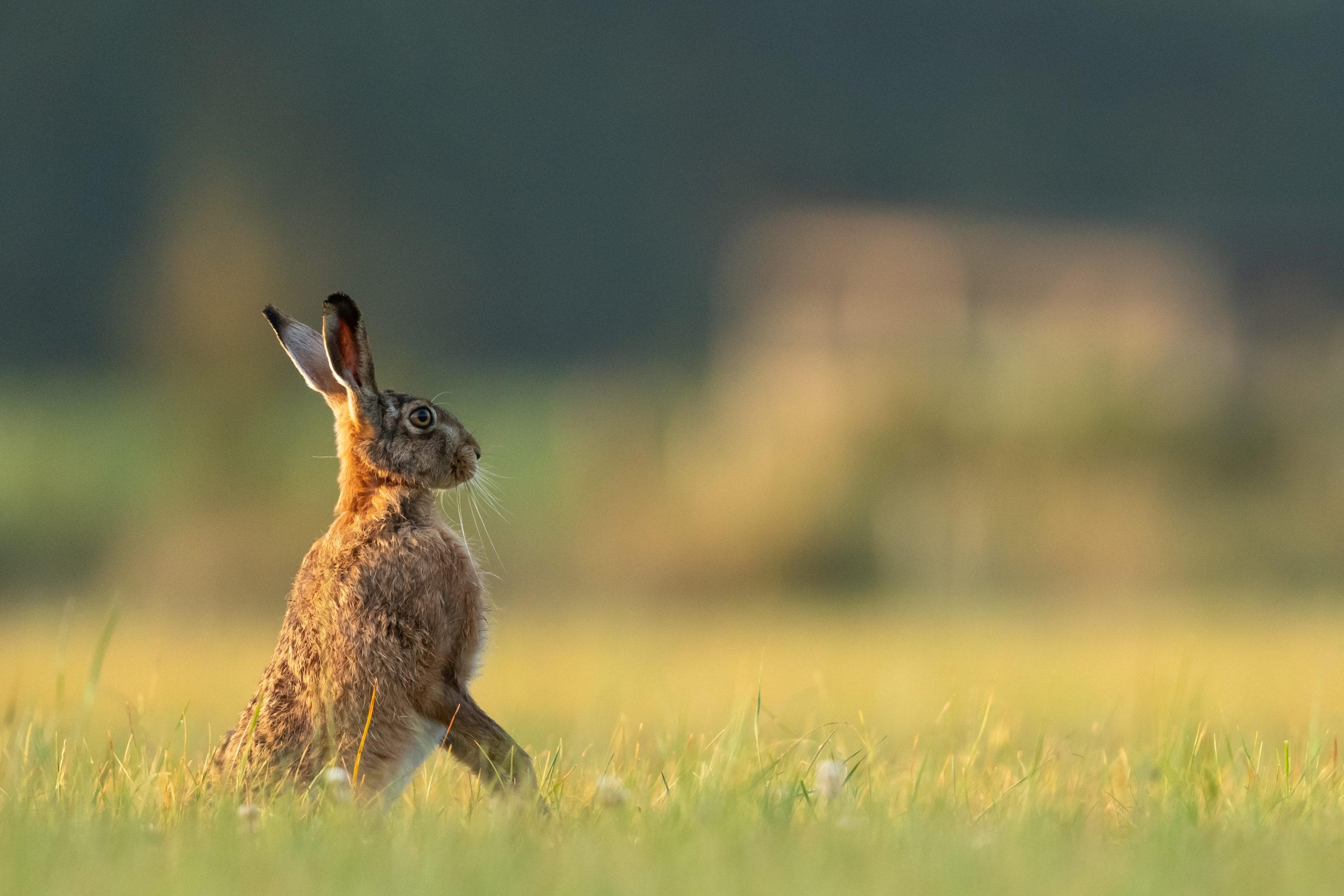 How to Identify Different Types of Hare