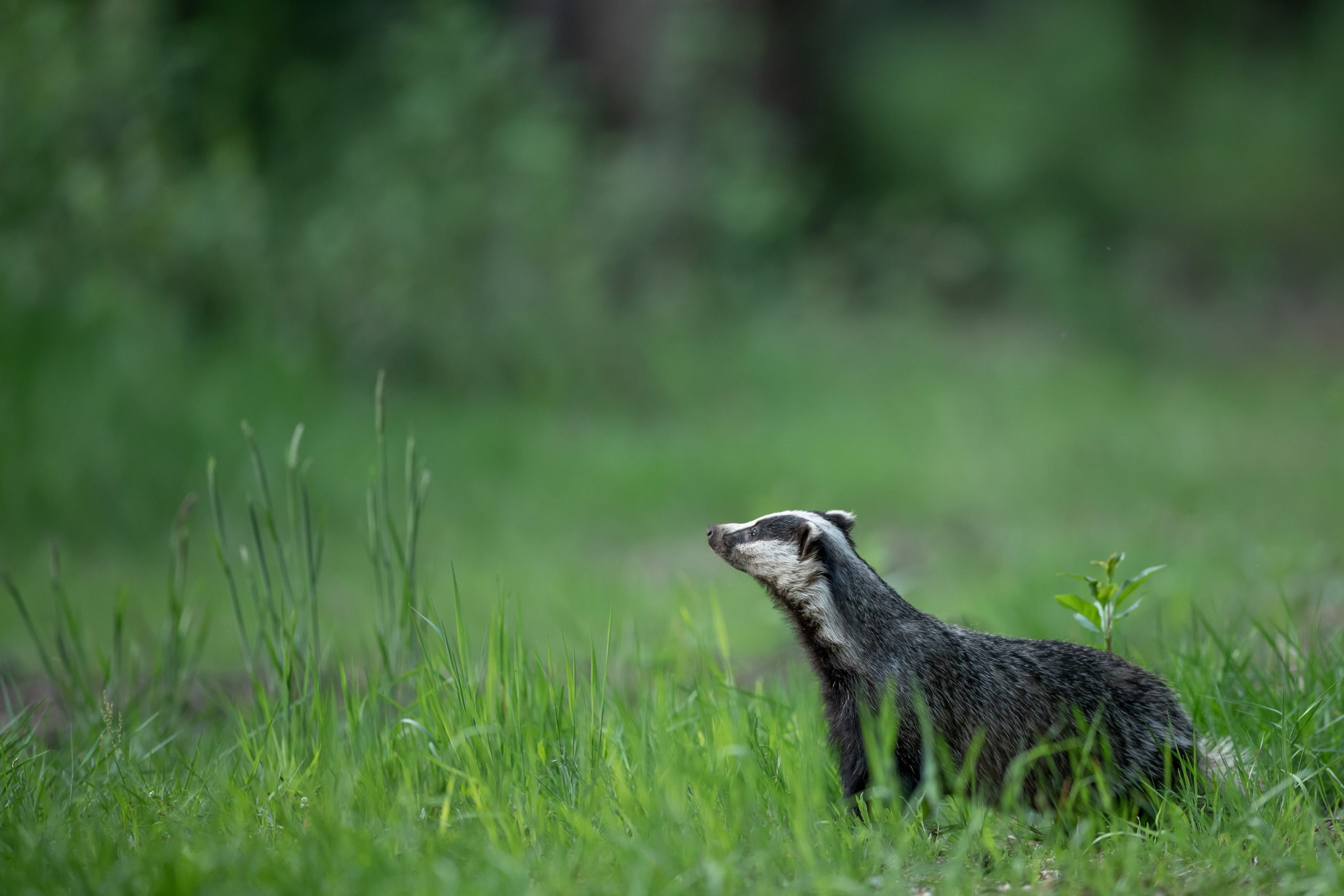 Importance of Badgers in Ecosystems