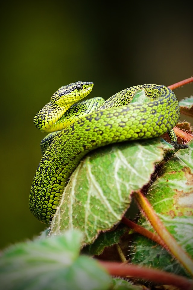 Science Behind Snake Coloration