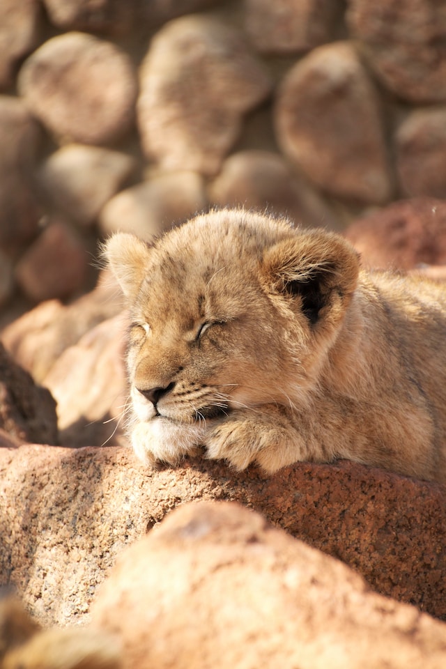 Cub Cuteness Overload