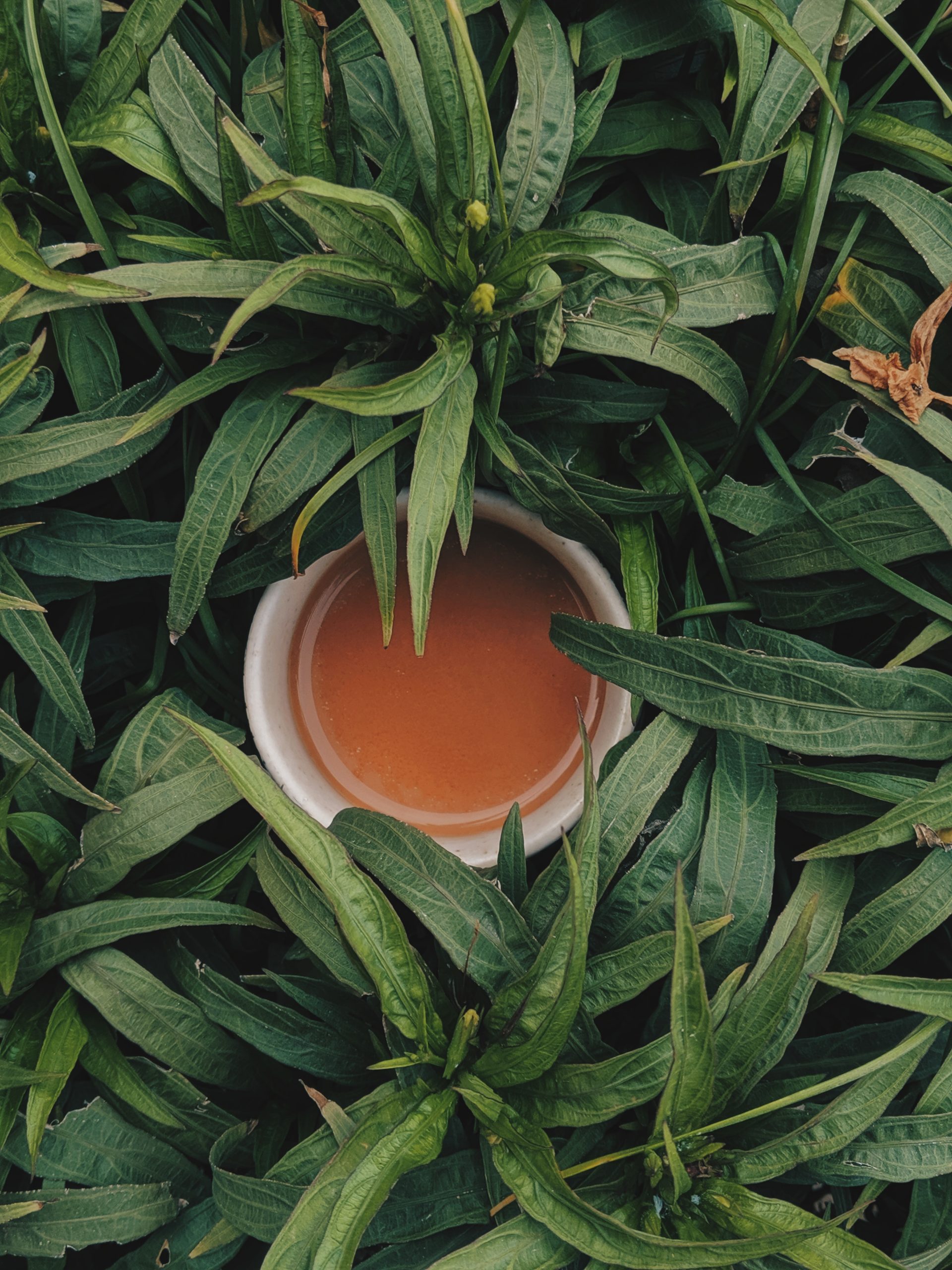 Exploring the World of Tea: From Traditional Brews to Creative Blends and Infusions