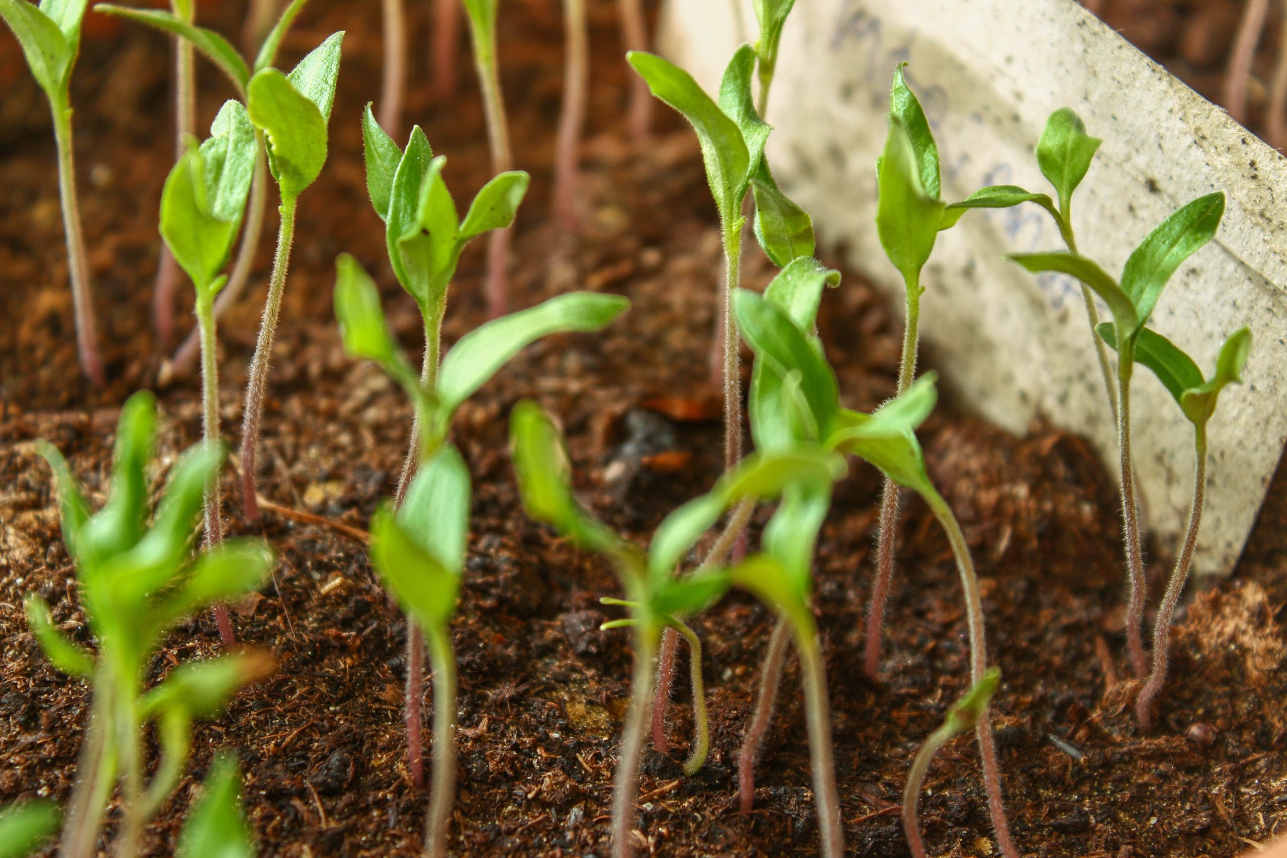 Designing with Color: Using Plants to Add Vibrancy and Interest to Your Outdoor Space