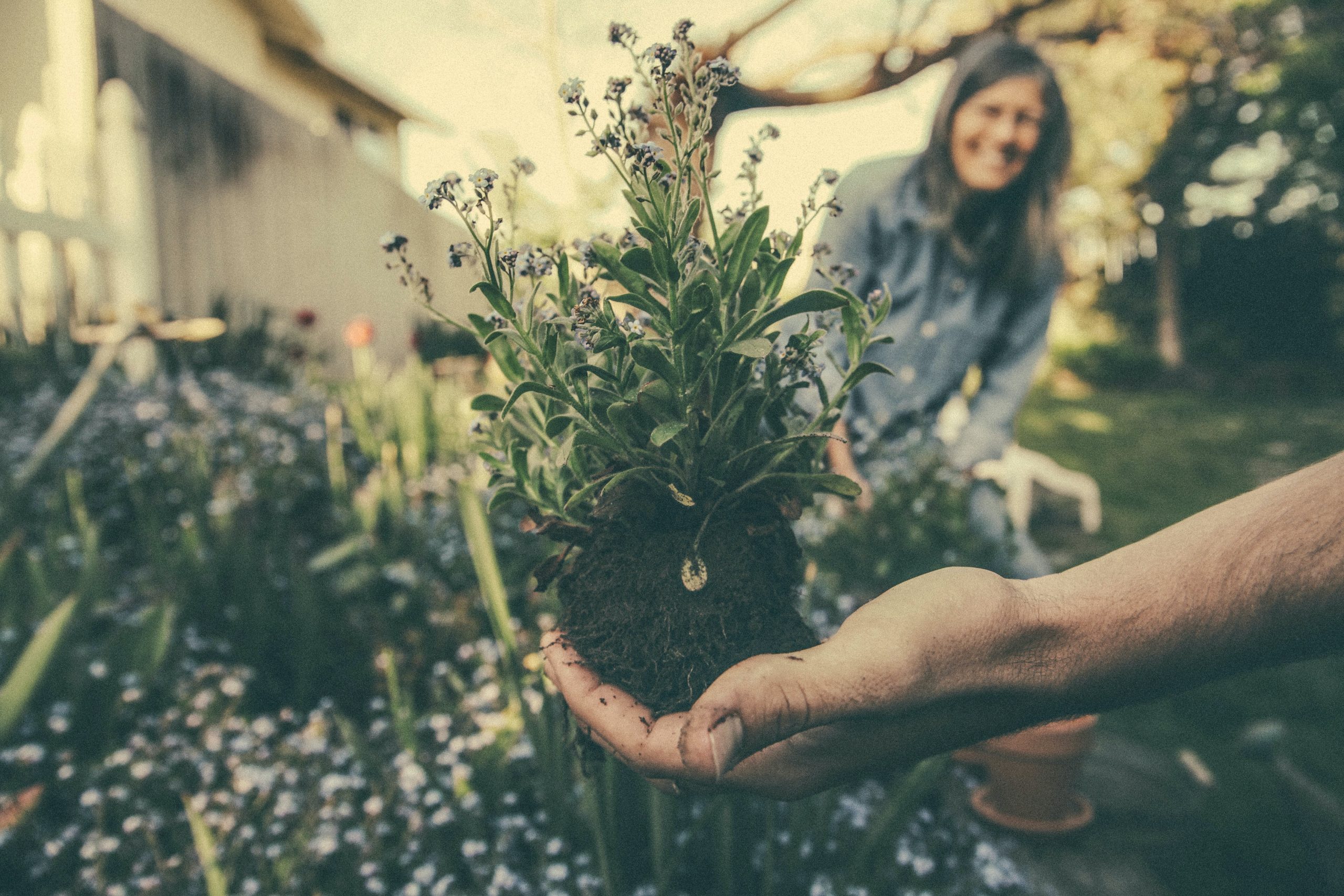 Preserving Biodiversity: How One Community is Keeping Traditional Plant Varieties Alive through Seed Saving and Exchange Programs