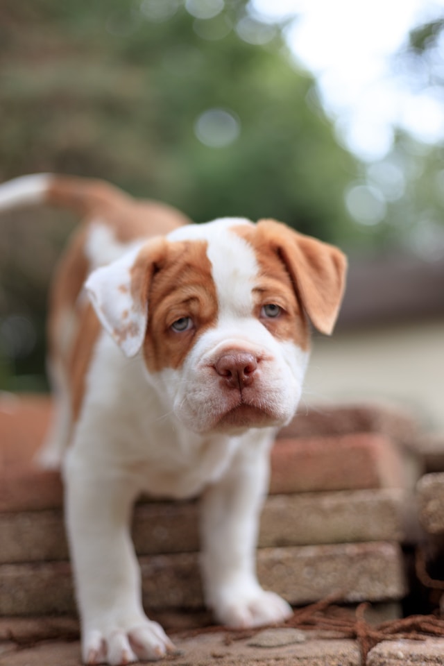 Pit Bulls as Family Pets What You Need to Know