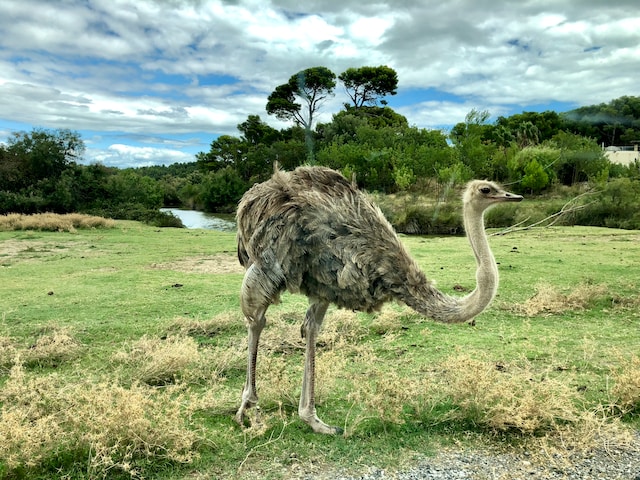 Challenges of Raising Ostriches