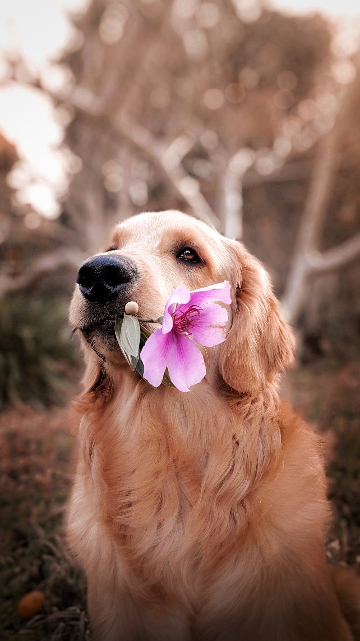 Companionship in Crisis The Rise of Pet Ownership During the Pandemic