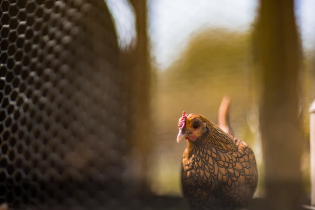 Hen’s Egg Production and Disease Management