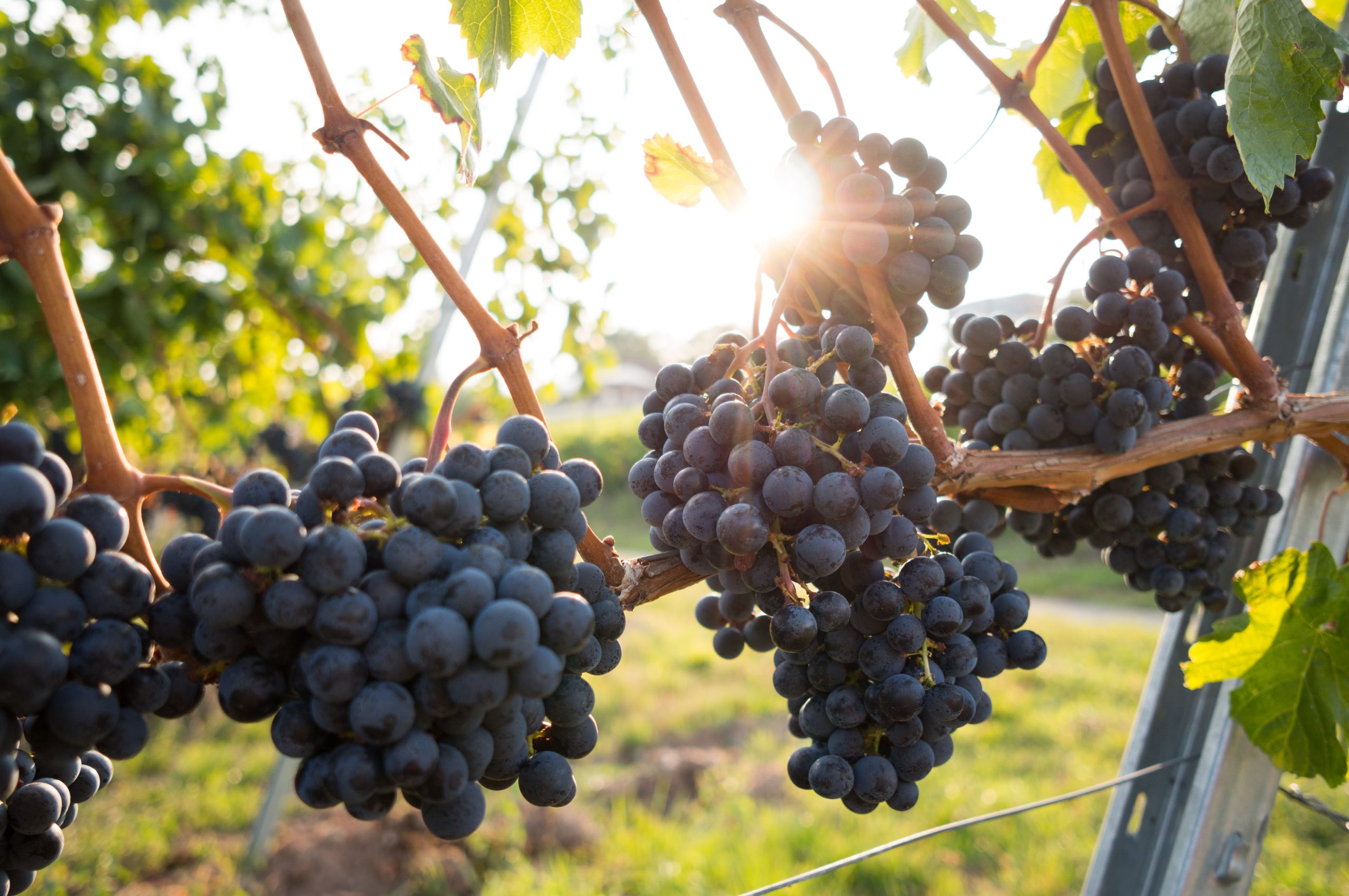 The World of Wine: A Guide to Understanding Grapes, Regions, and Styles