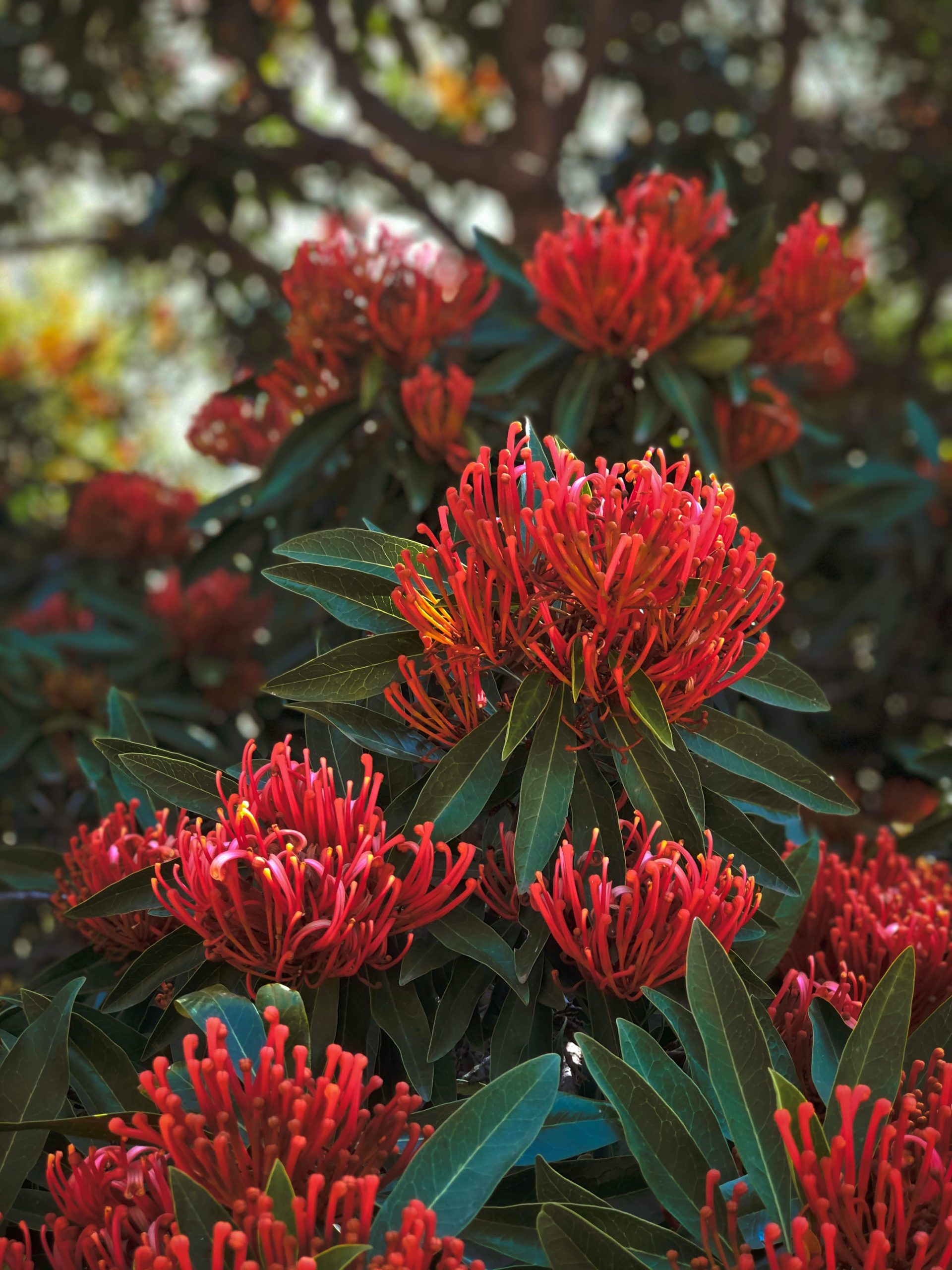 Harmony in Bloom: Captivating Your Senses with Native Plants’ Natural Beauty