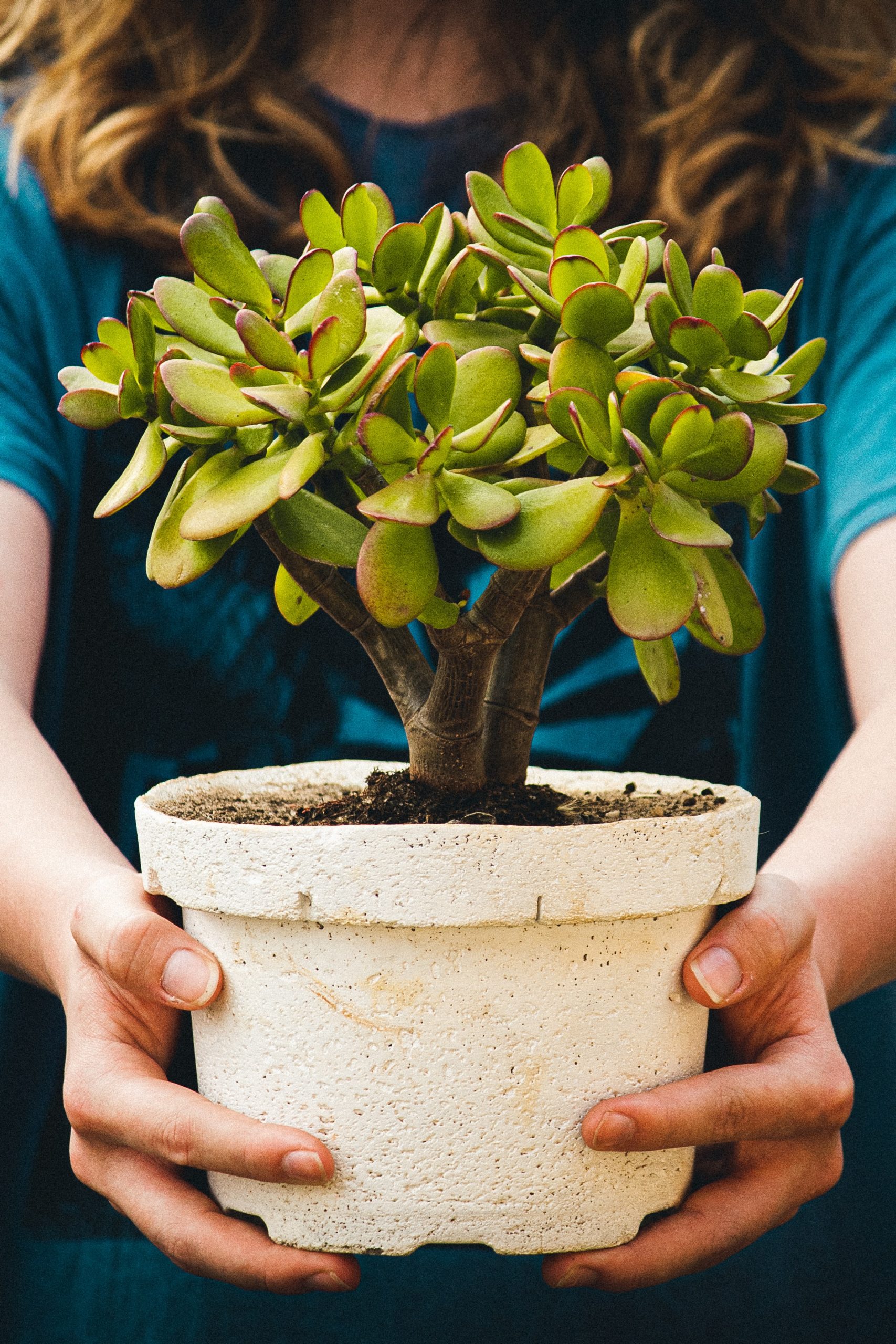 Starting From Scratch: A Beginner’s Guide to Planting and Growing Your Own Vegetables