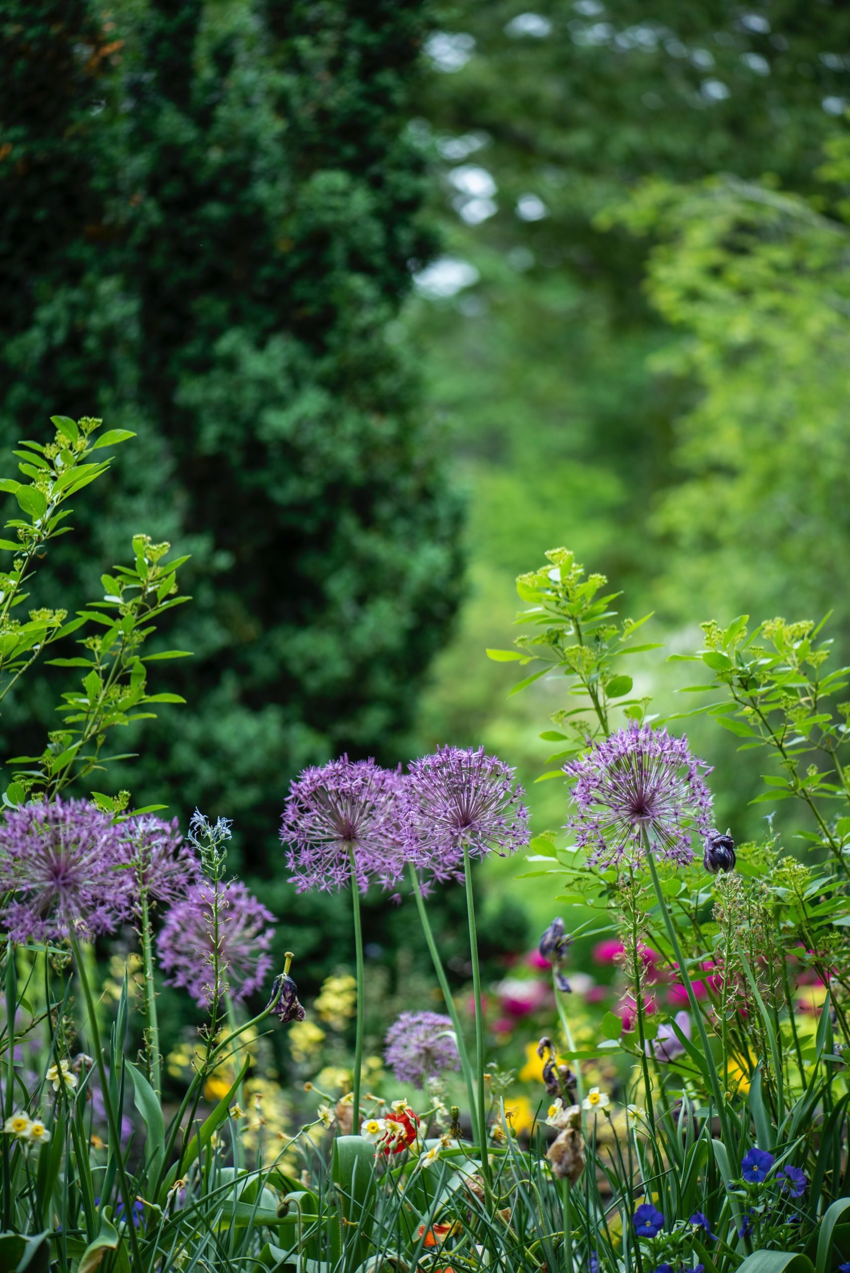 “Blooming Brilliance: Unveiling the Secrets to a Stunning Perennial Garden.”