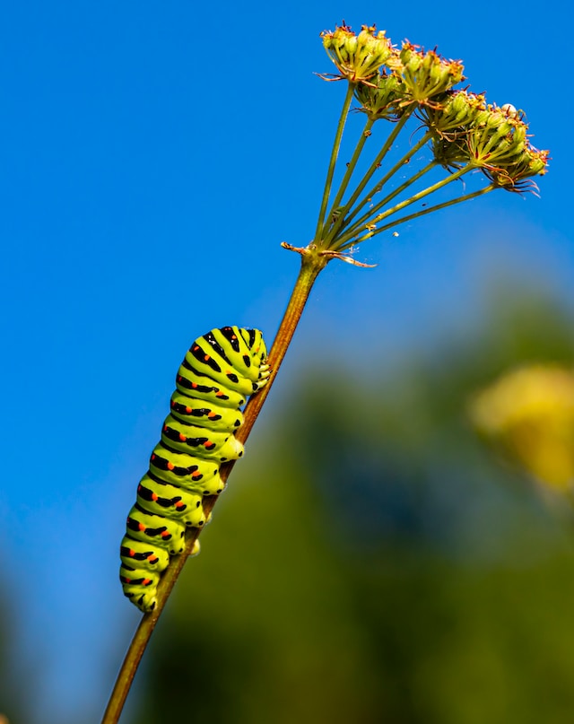 Exploring the Defense Mechanisms of Caterpillars