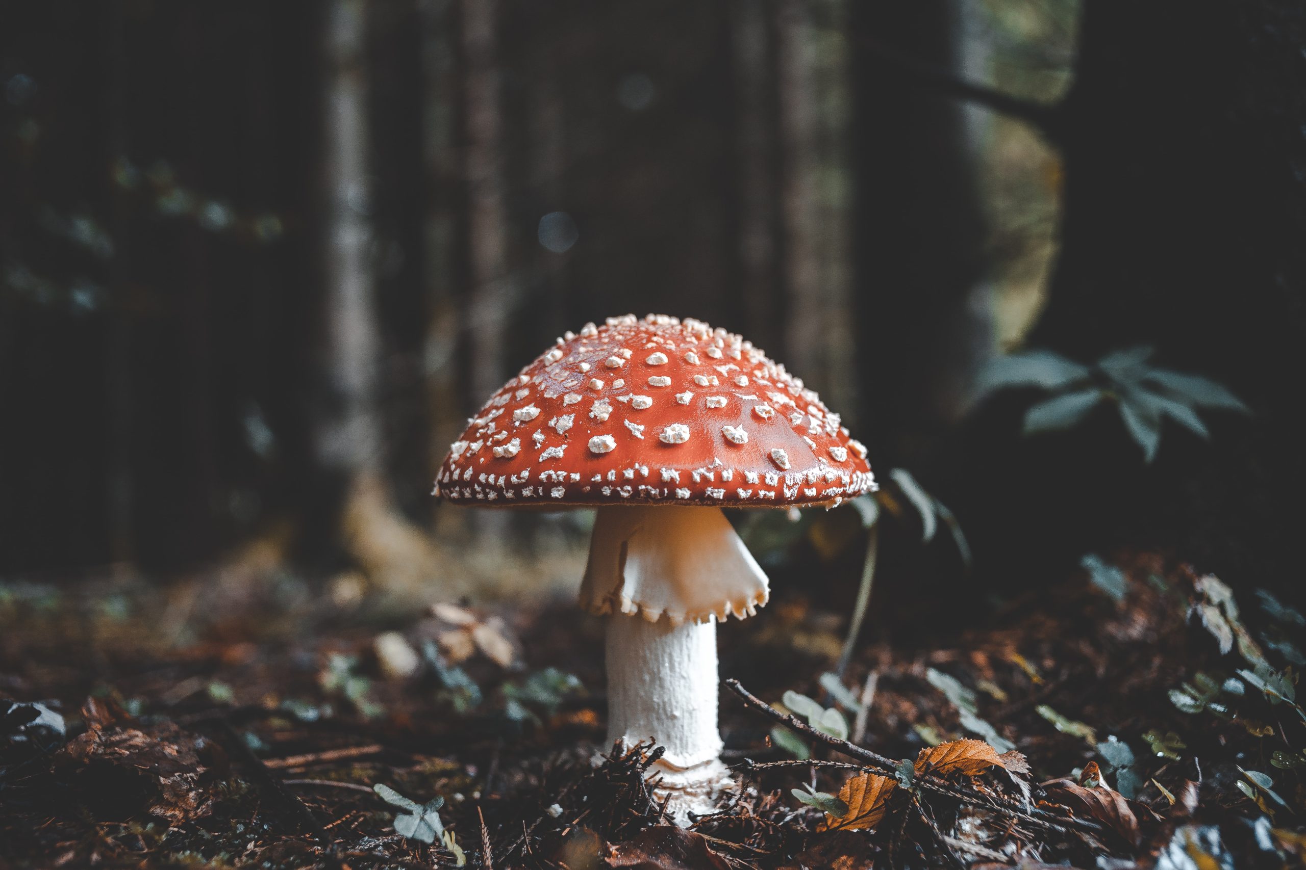 The Magic of Mushrooms: The Nutritional and Culinary Benefits of Fungi