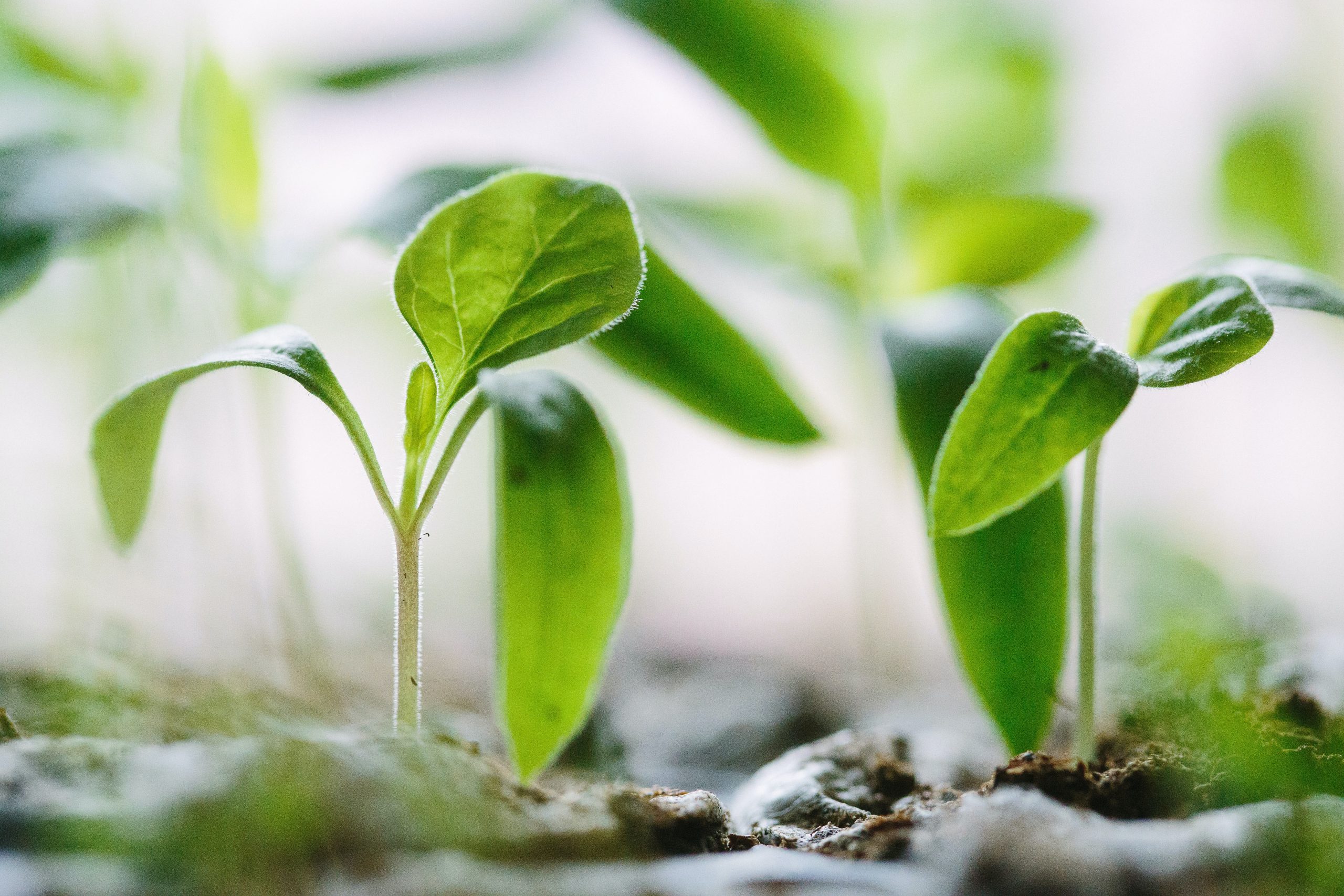 Unveiling the Power of Composting: Turning Waste into Liquid Gold