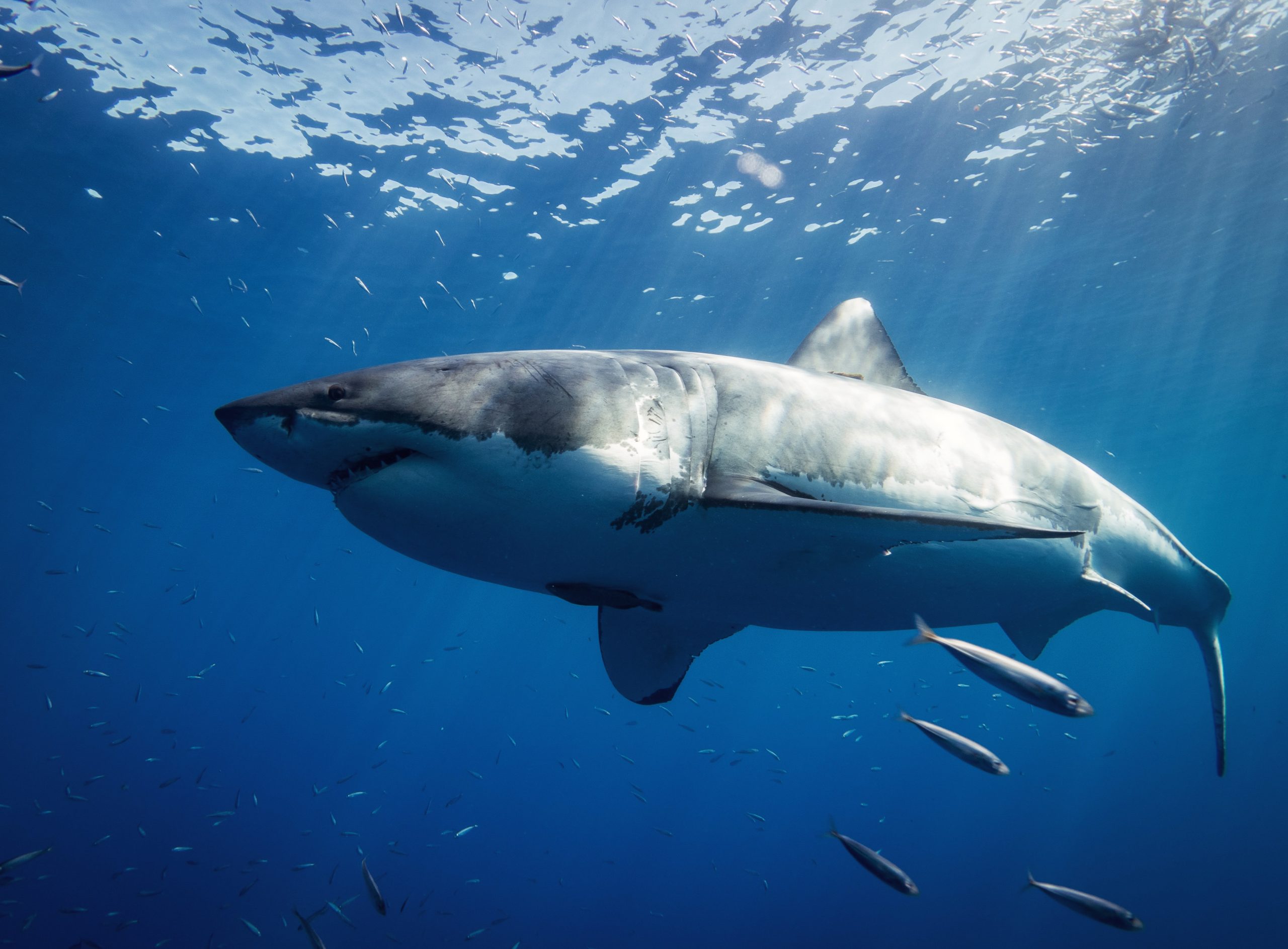 Culinary Consequences: Chinese Food Vlogger Fined Over Great White Shark Meat Recipe