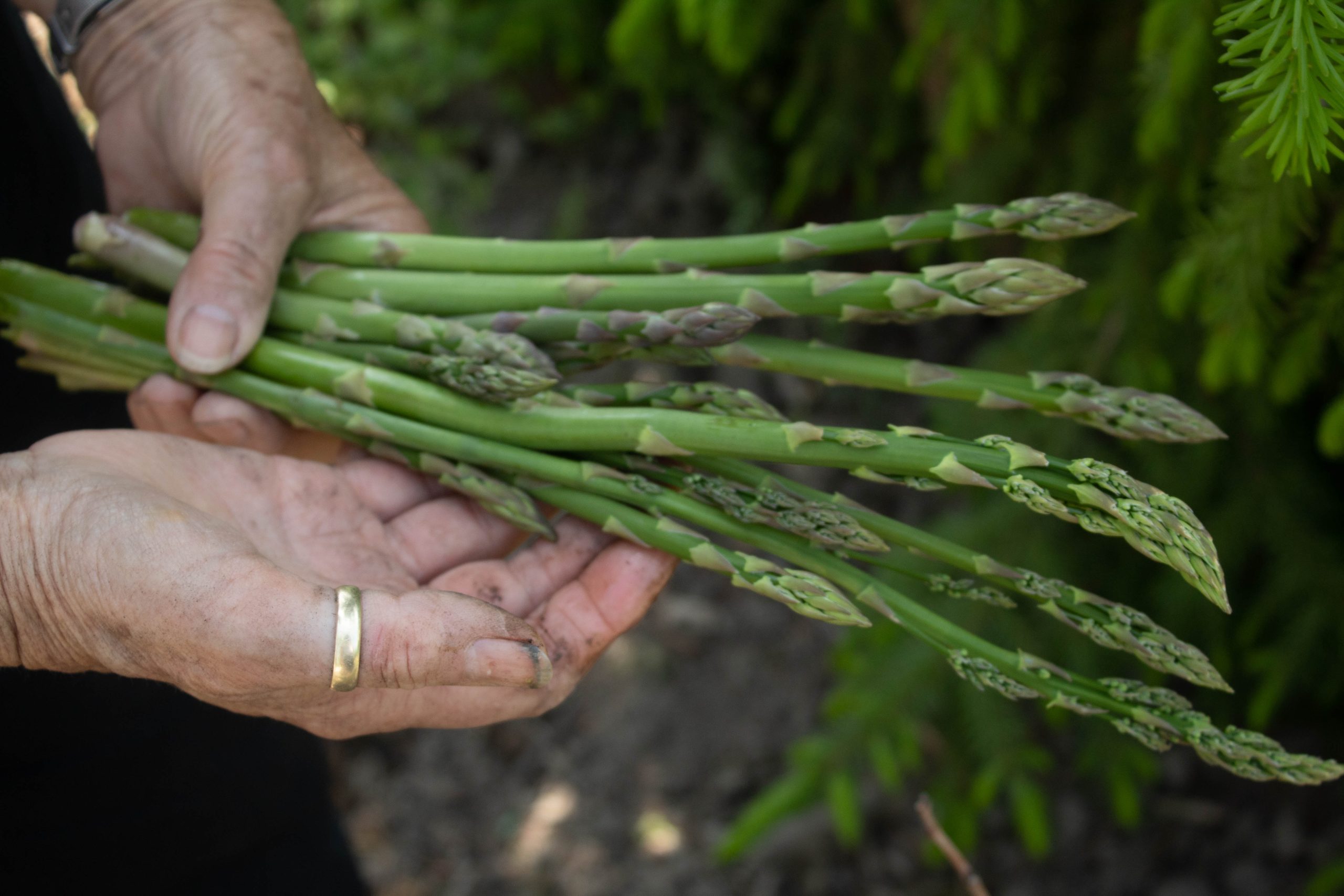 Asparagus Takes Center Stage: 2 Stellar Recipe