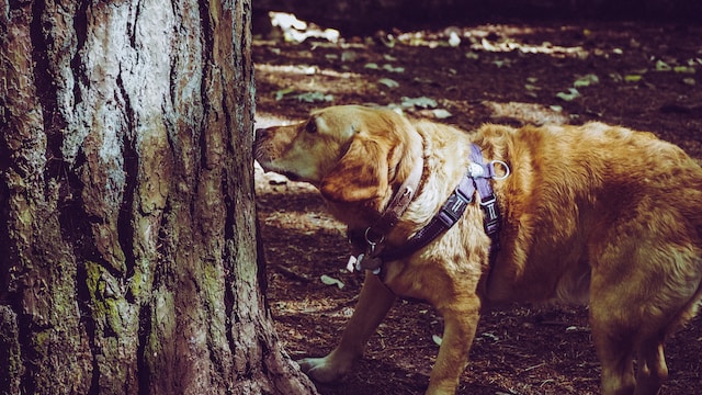 Unleashing the Science Behind the Canine Nose