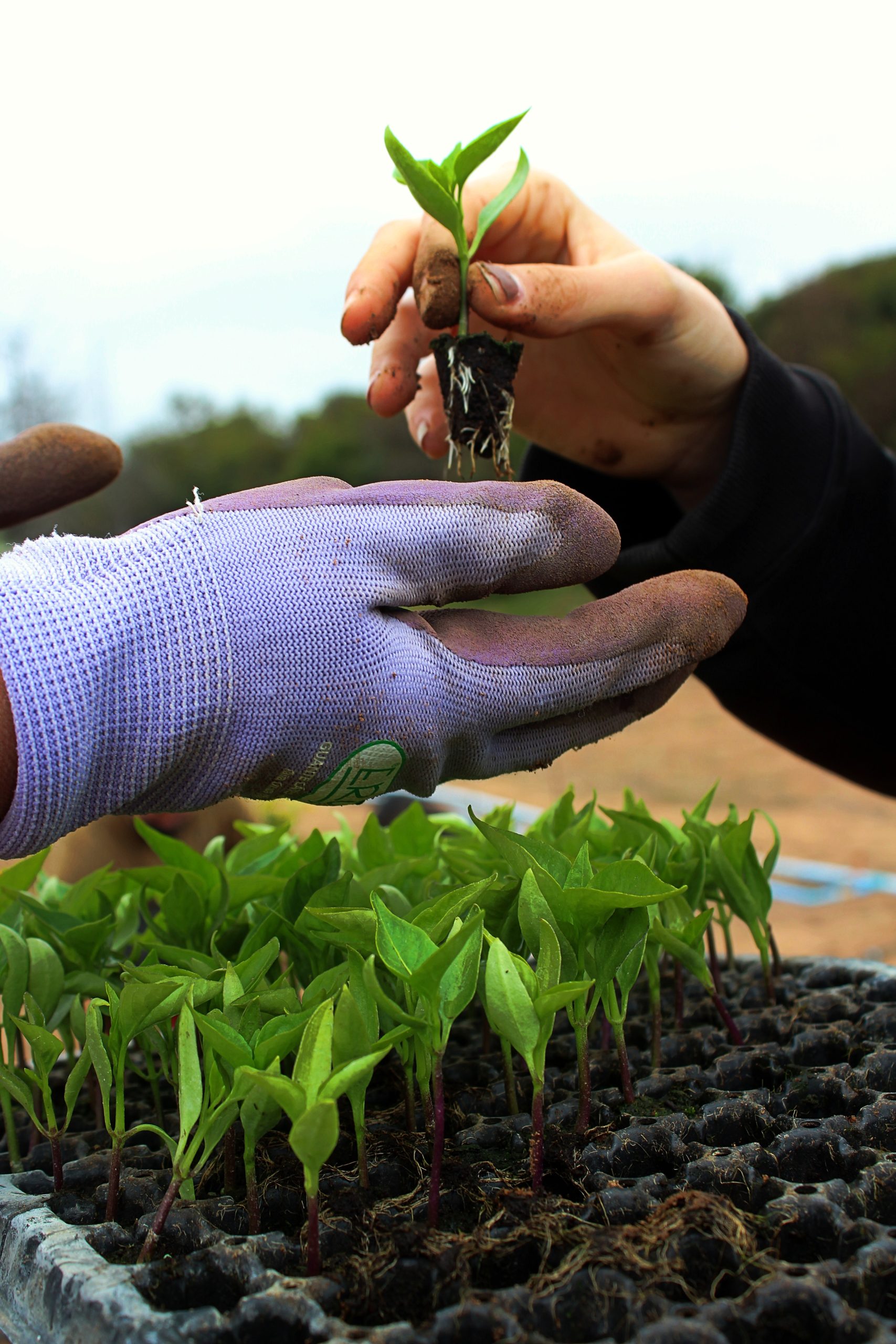 Cultivate Culinary Riches: Unleashing the Secrets of Your Own Food Garden