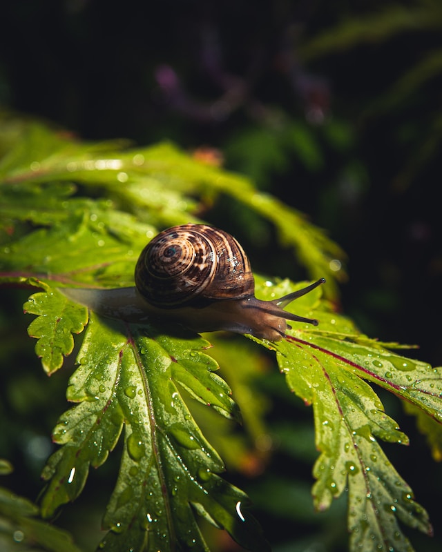 Evolution of Snail Walking Positions