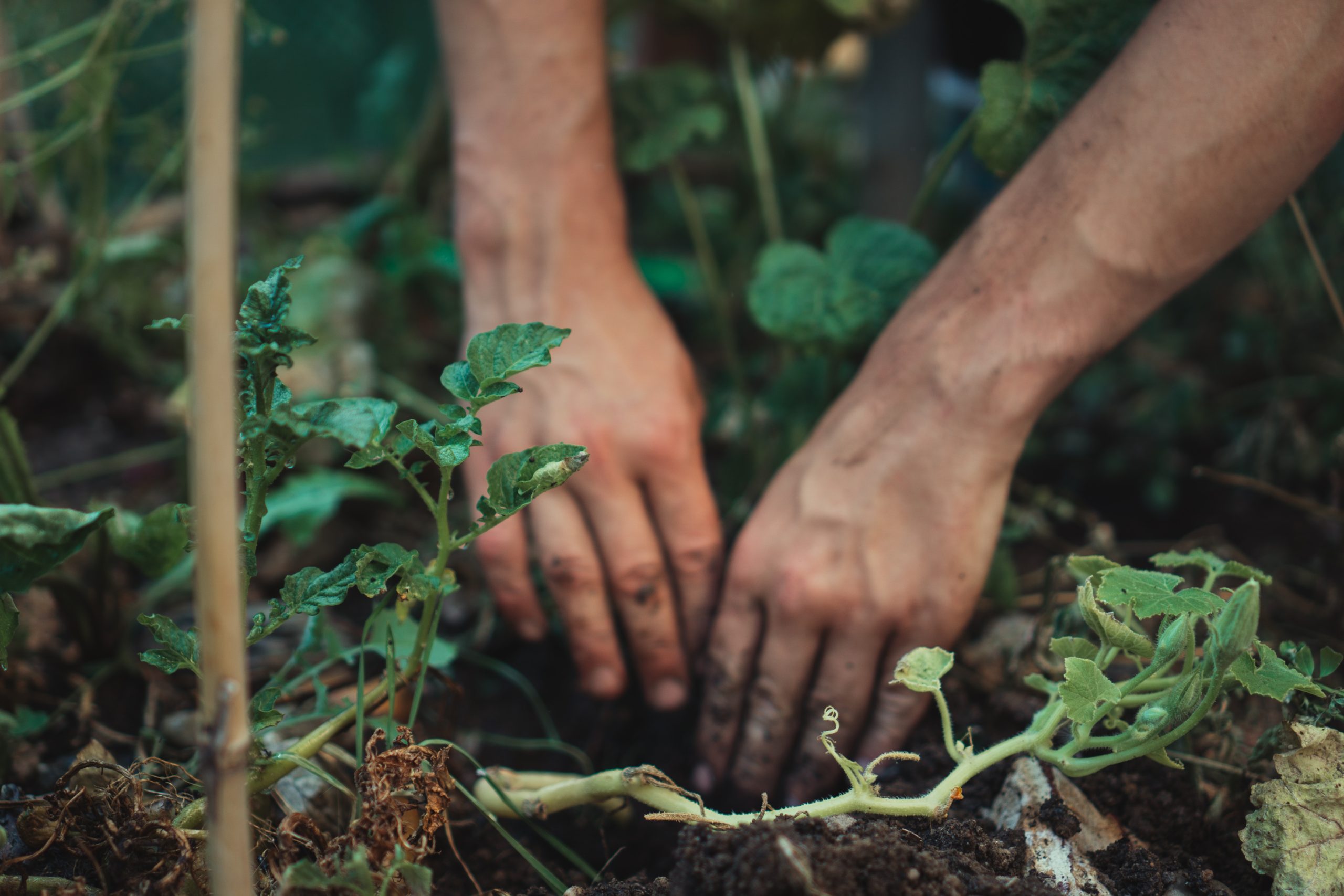 Gardening in Harmony: Unlocking the Secrets of Eco-Friendly Practices for Sustainable Landscapes