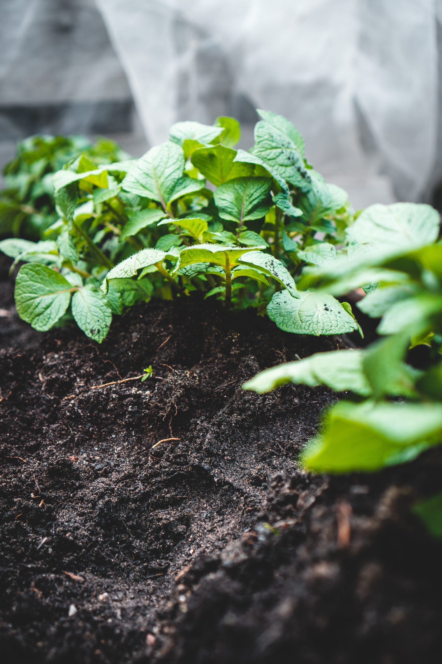 The Art of Romantic Gardening: A Guide to Cottagecore