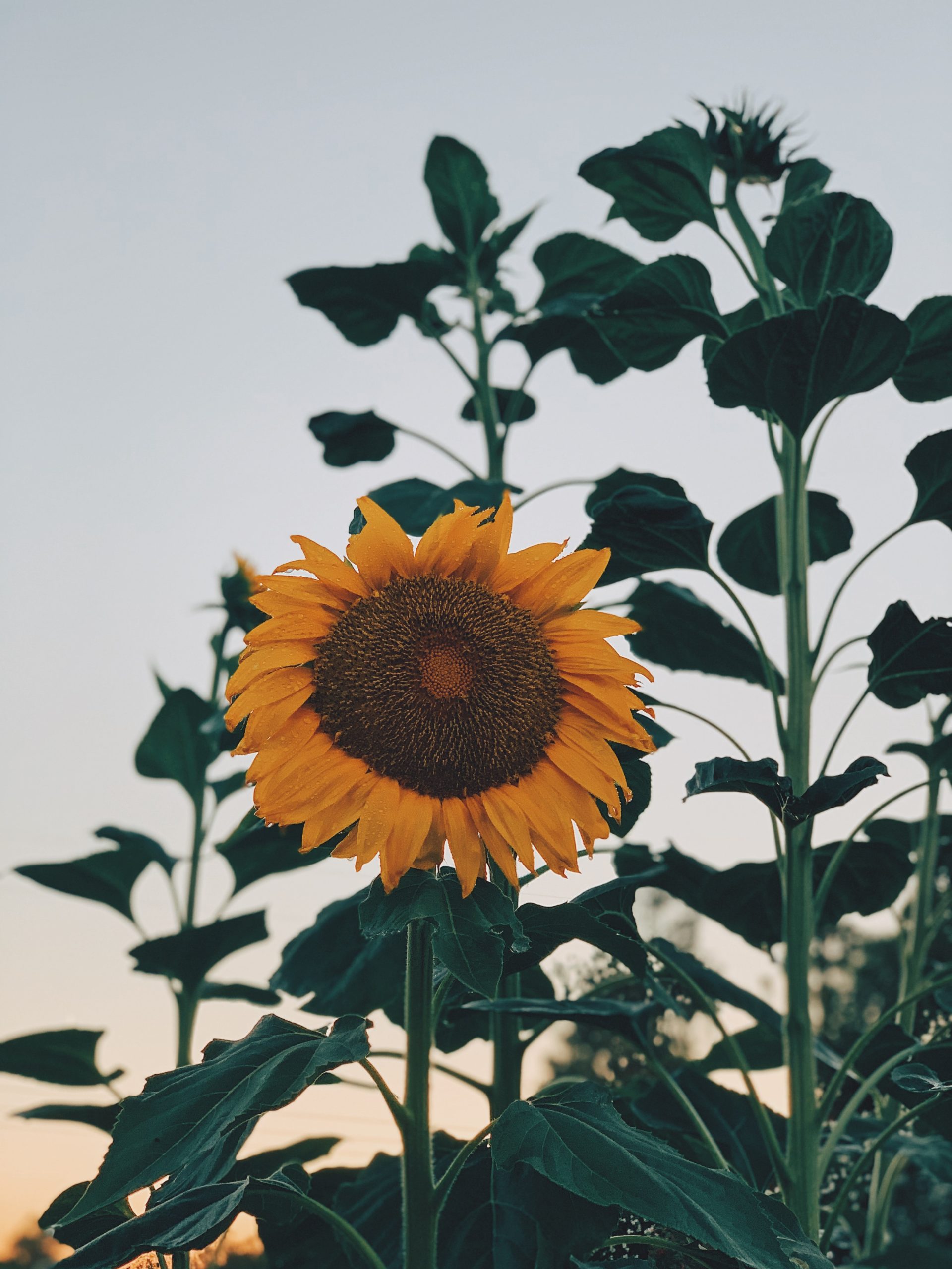 Sowing the Seeds of Change: Arizona’s Agriculture Revolution