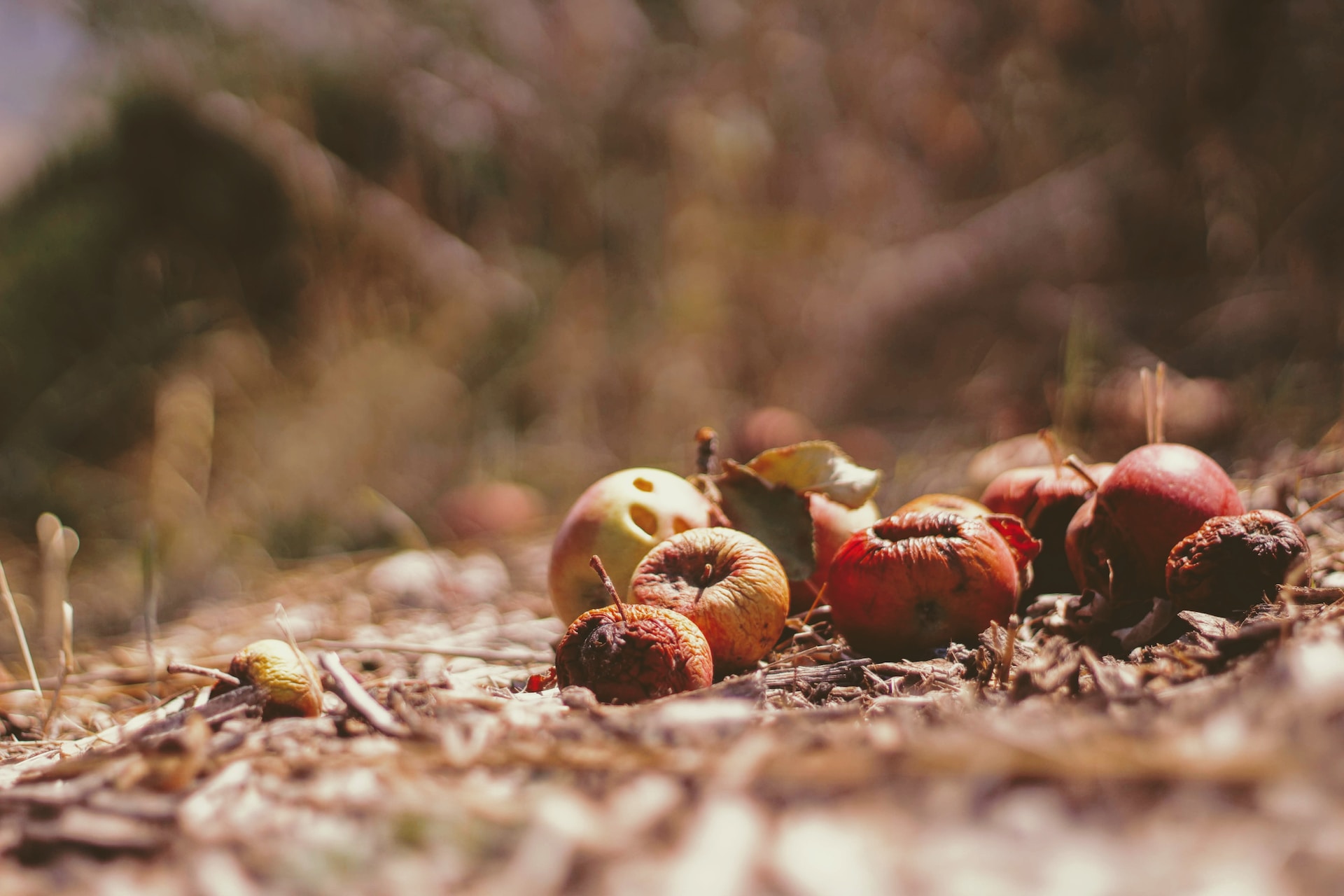 Hidden Opportunities: America’s Food Waste Problem as a Hunger Solution