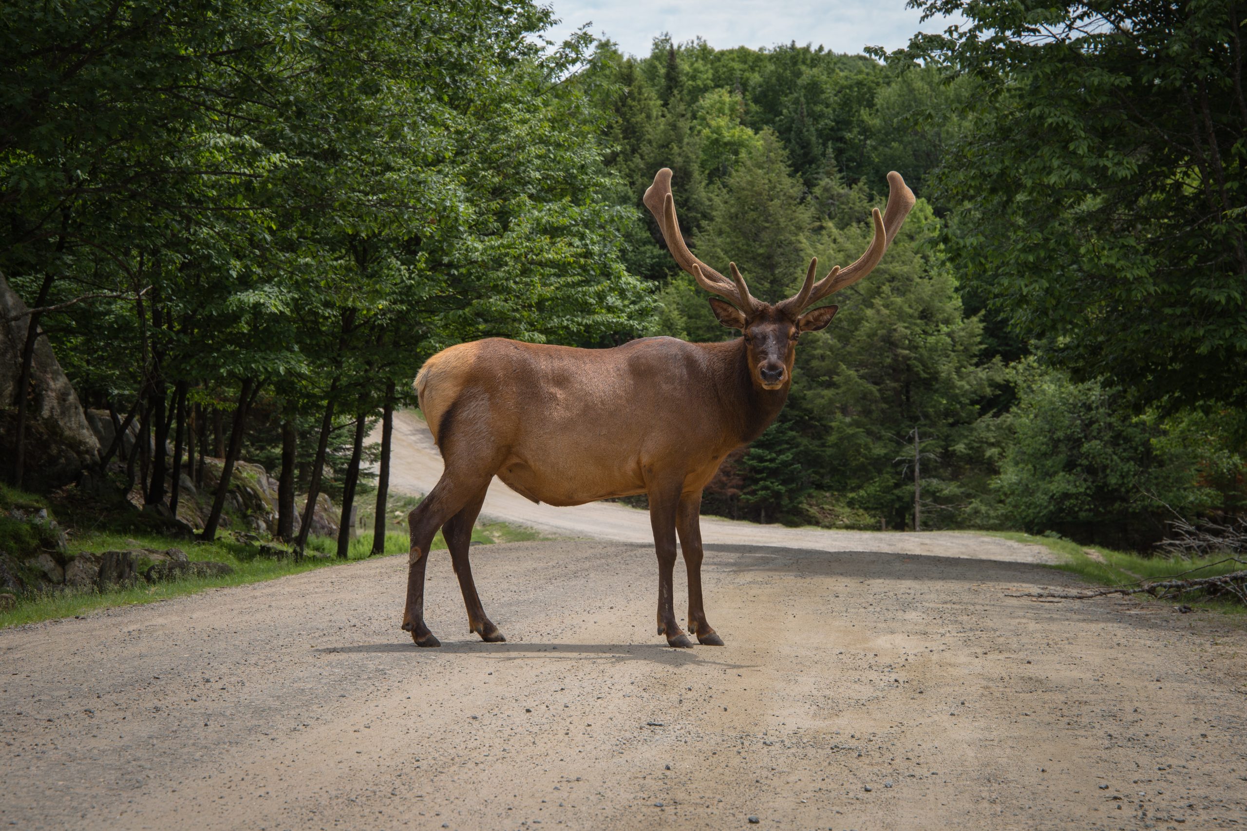 Surprising Truth About Animal Fairness