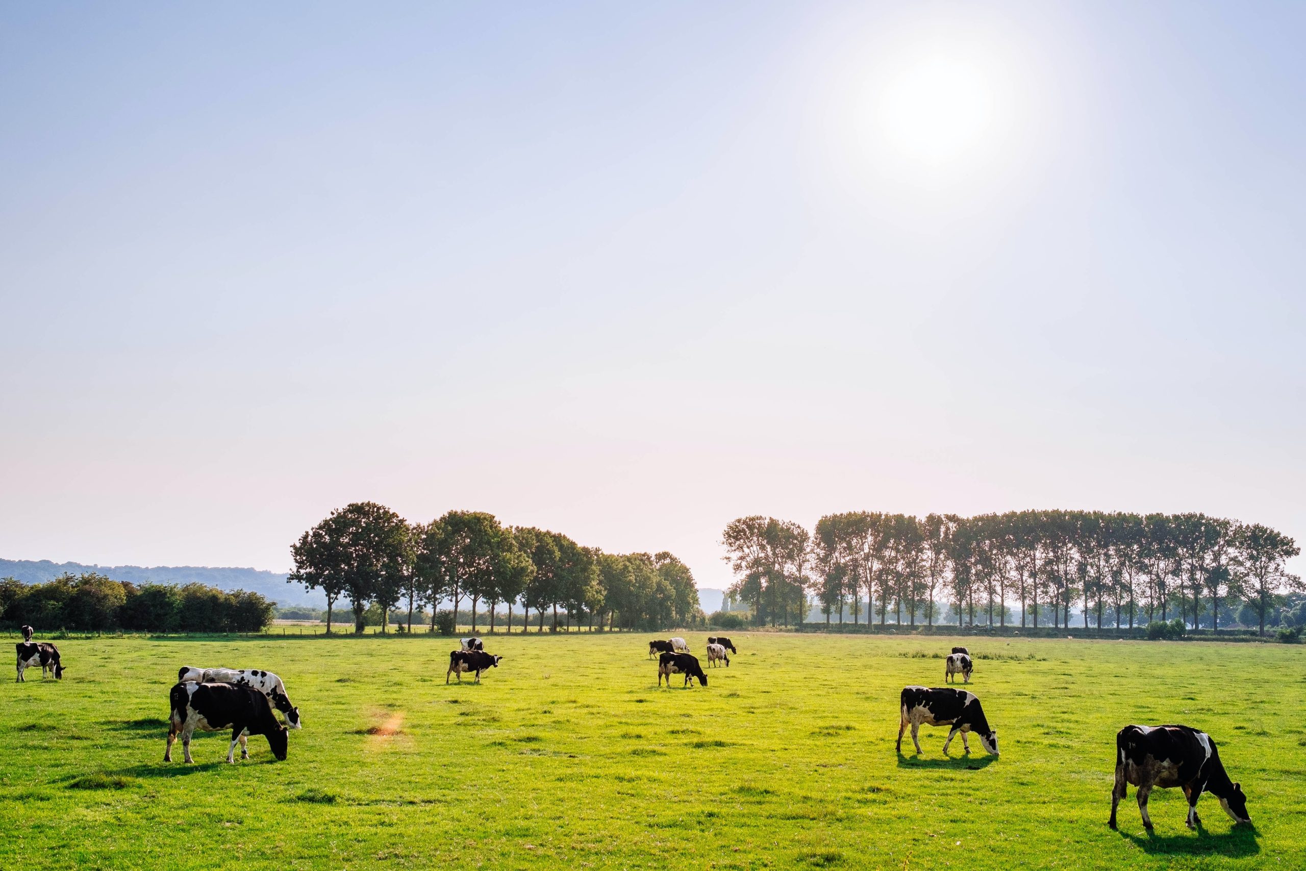 Bovine Climate Champions: Unveiling the Unexpected Contribution of Dairy Cows to Combat Global Warming