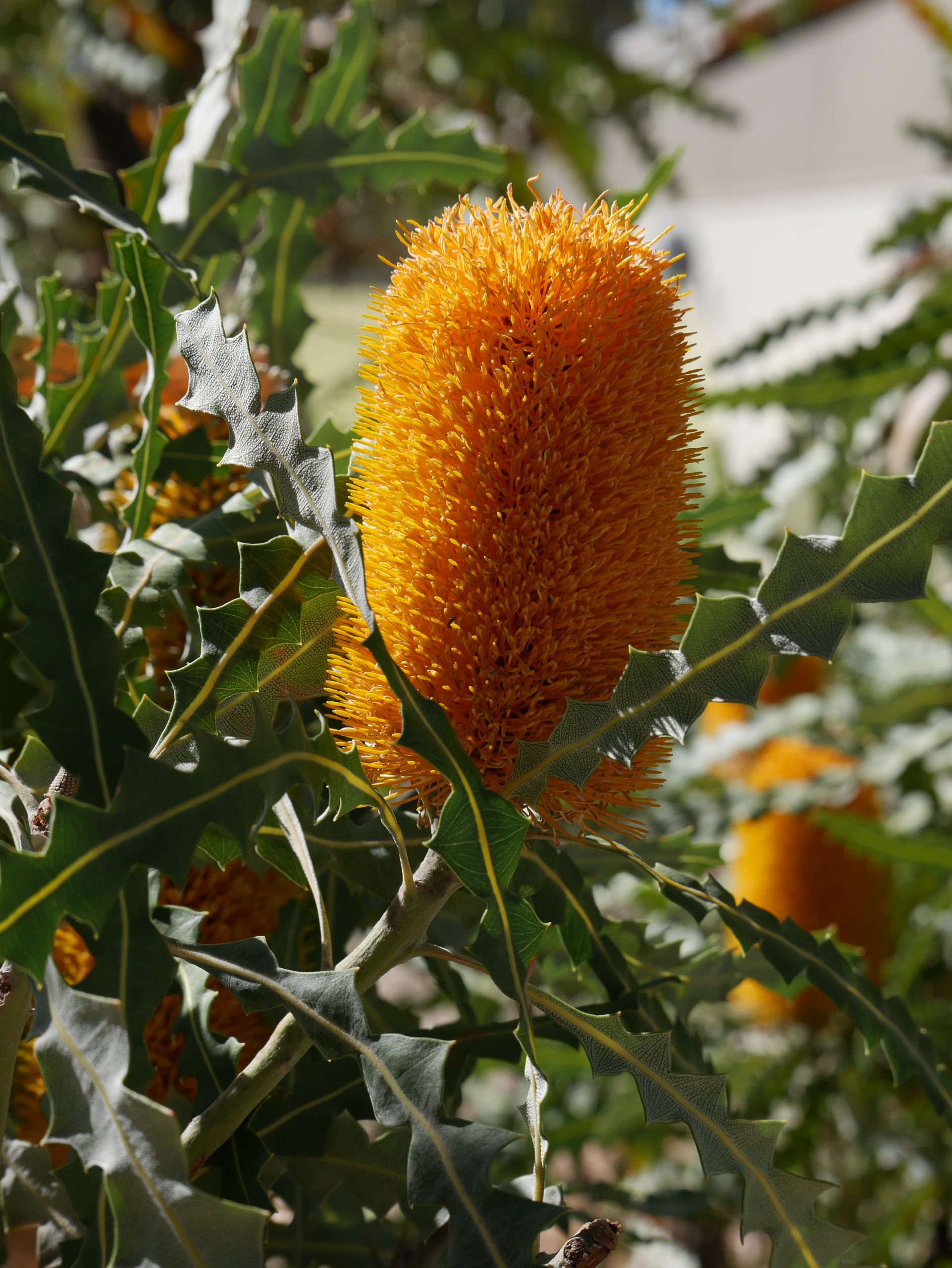 Gardening Mastery Unveiled: Expert Guidance for Experienced Green Thumbs