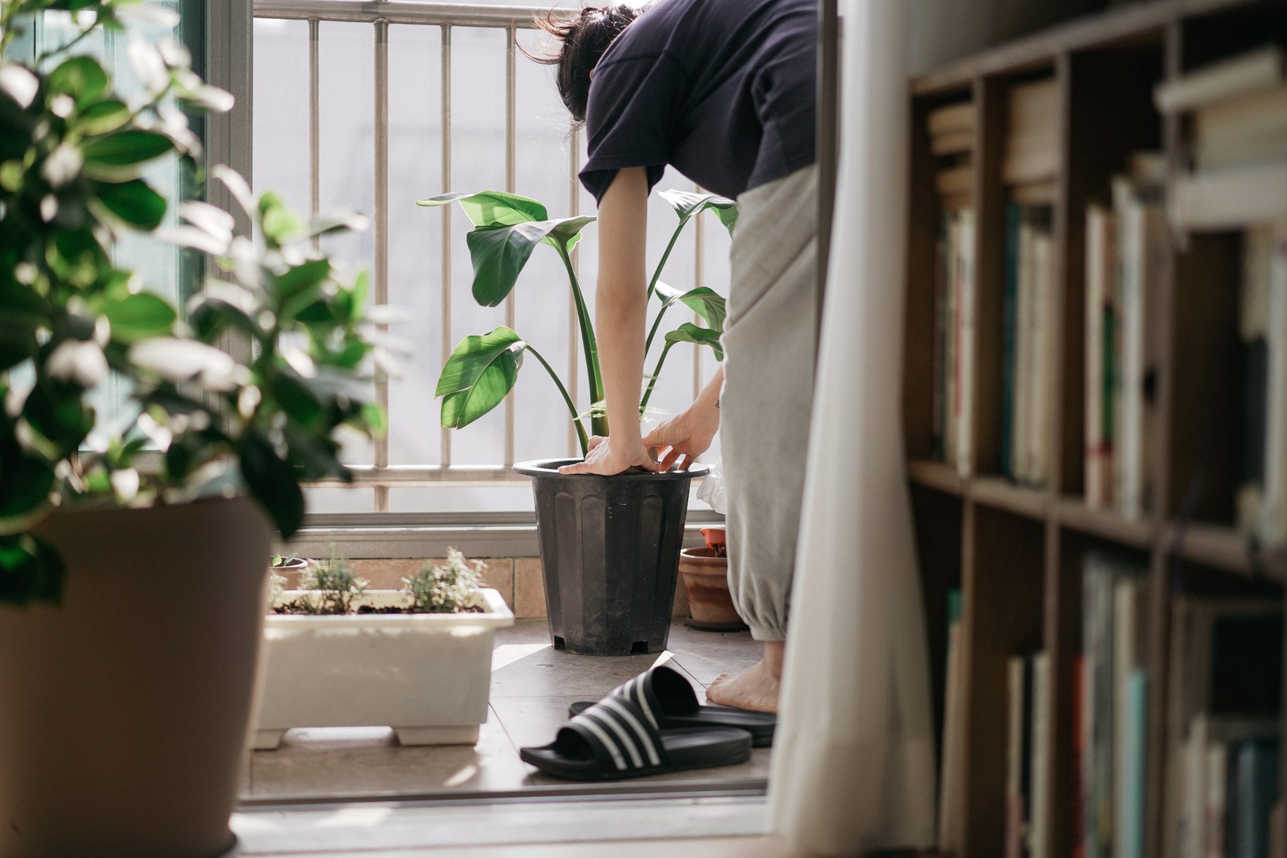 Nurturing Your Garden: Essential Steps for Healthy Growth