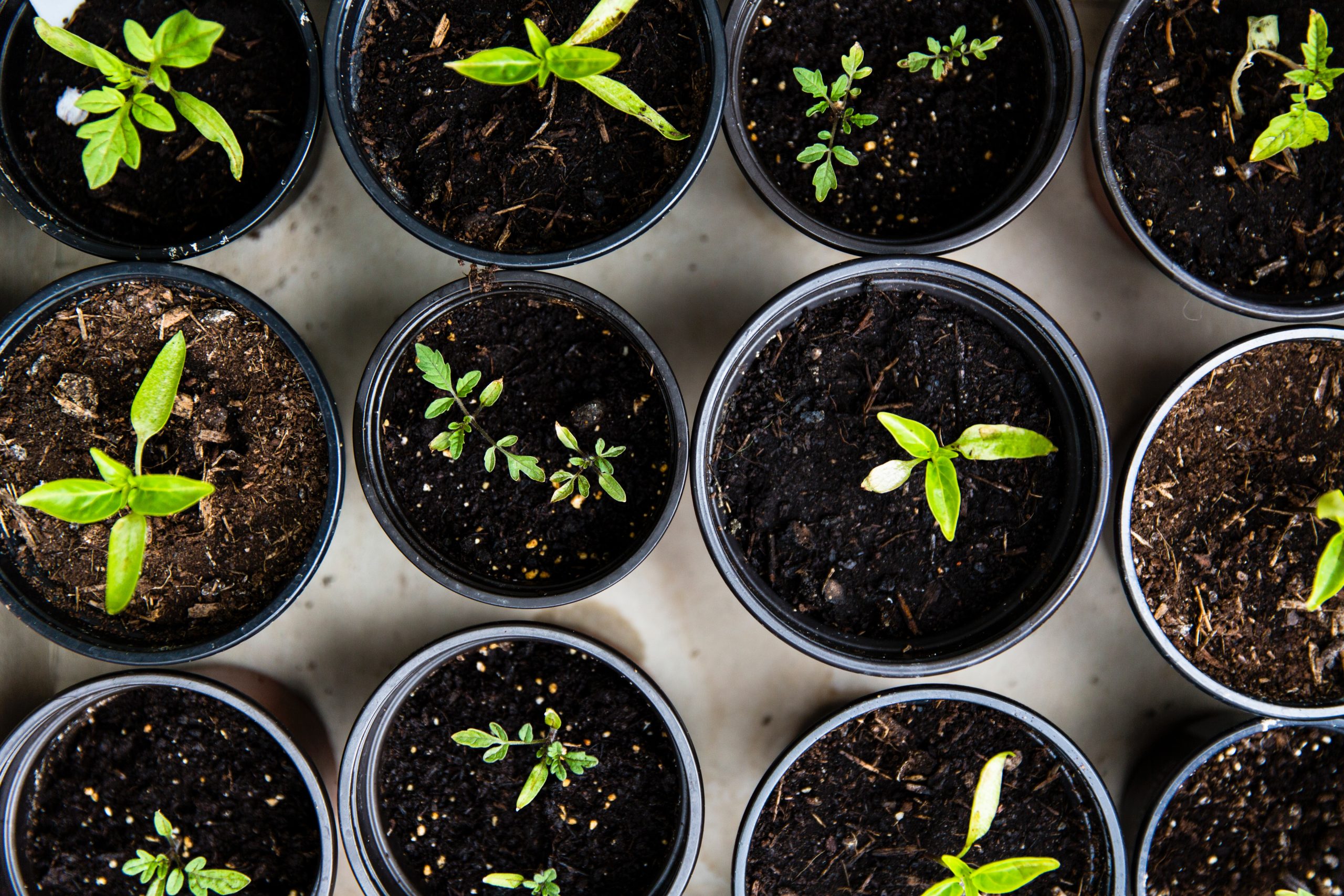 Aromatherapy at Home: Creating a Calming and Invigorating Space with Herb Gardens