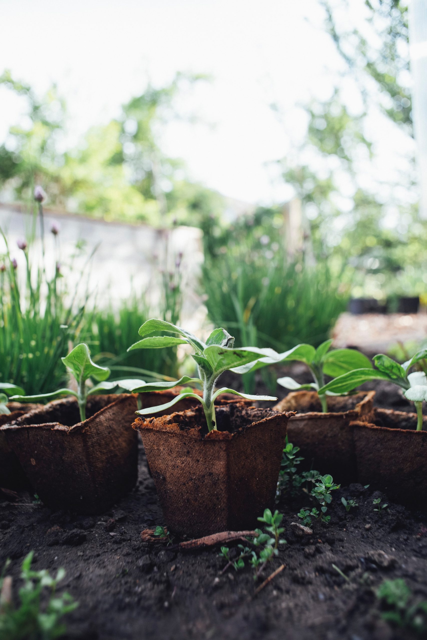 From Witches’ Brews to Love Potions: The Fascinating History of Plant-Based Folk Remedies