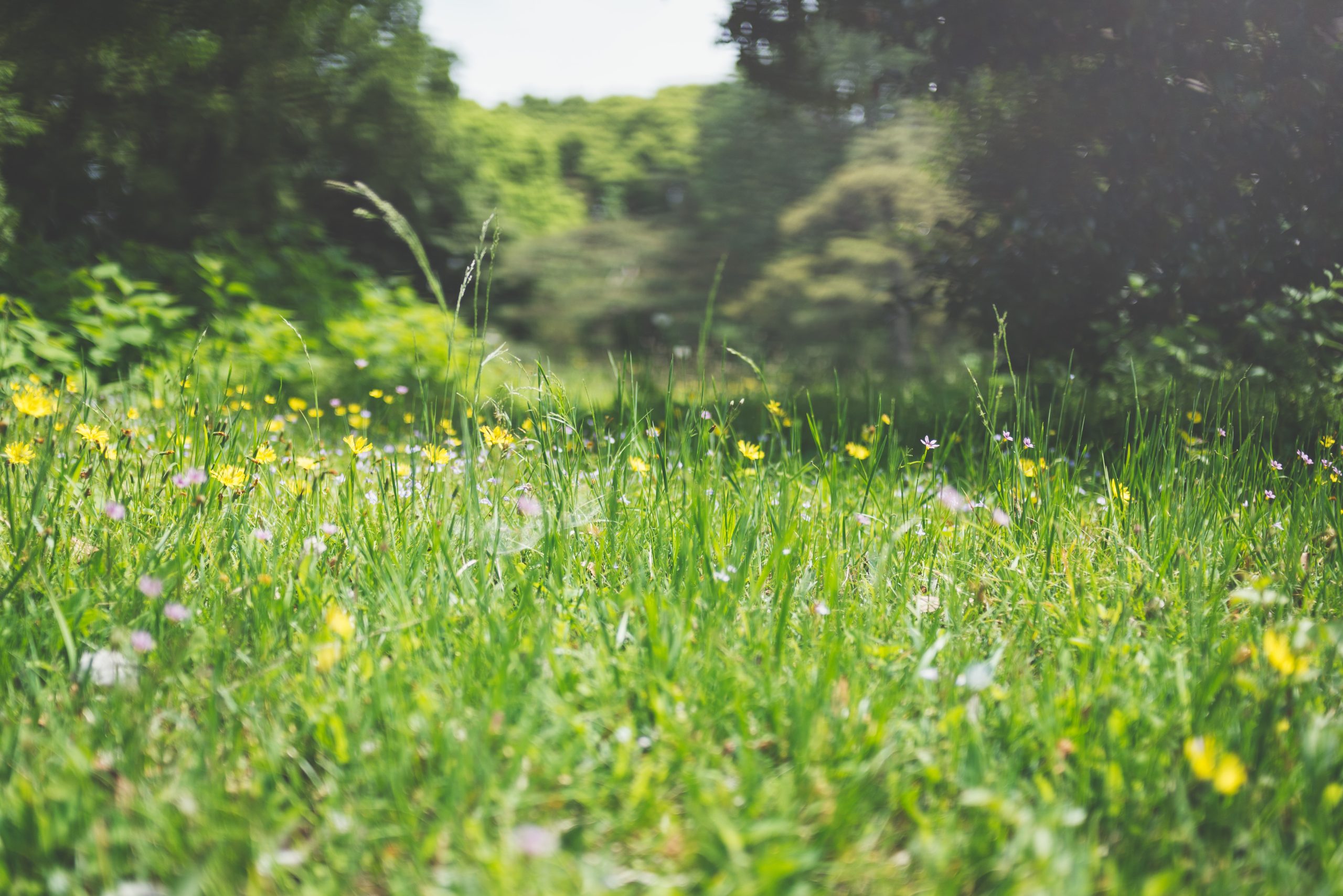 The Beauty of Perennials: How to Create a Garden That Blooms Year After Year