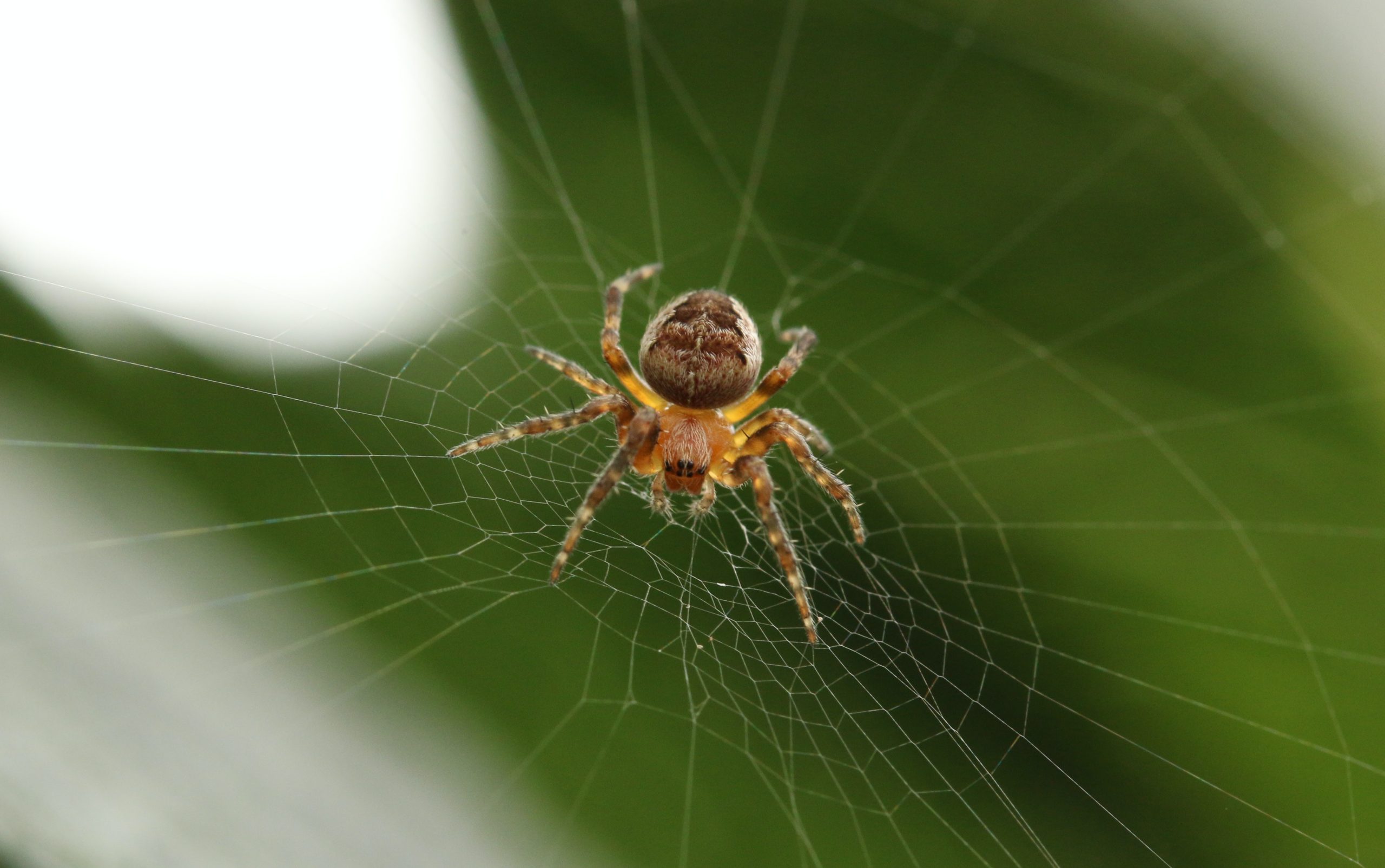 The Power of Imperfection: How One Spider Thrives