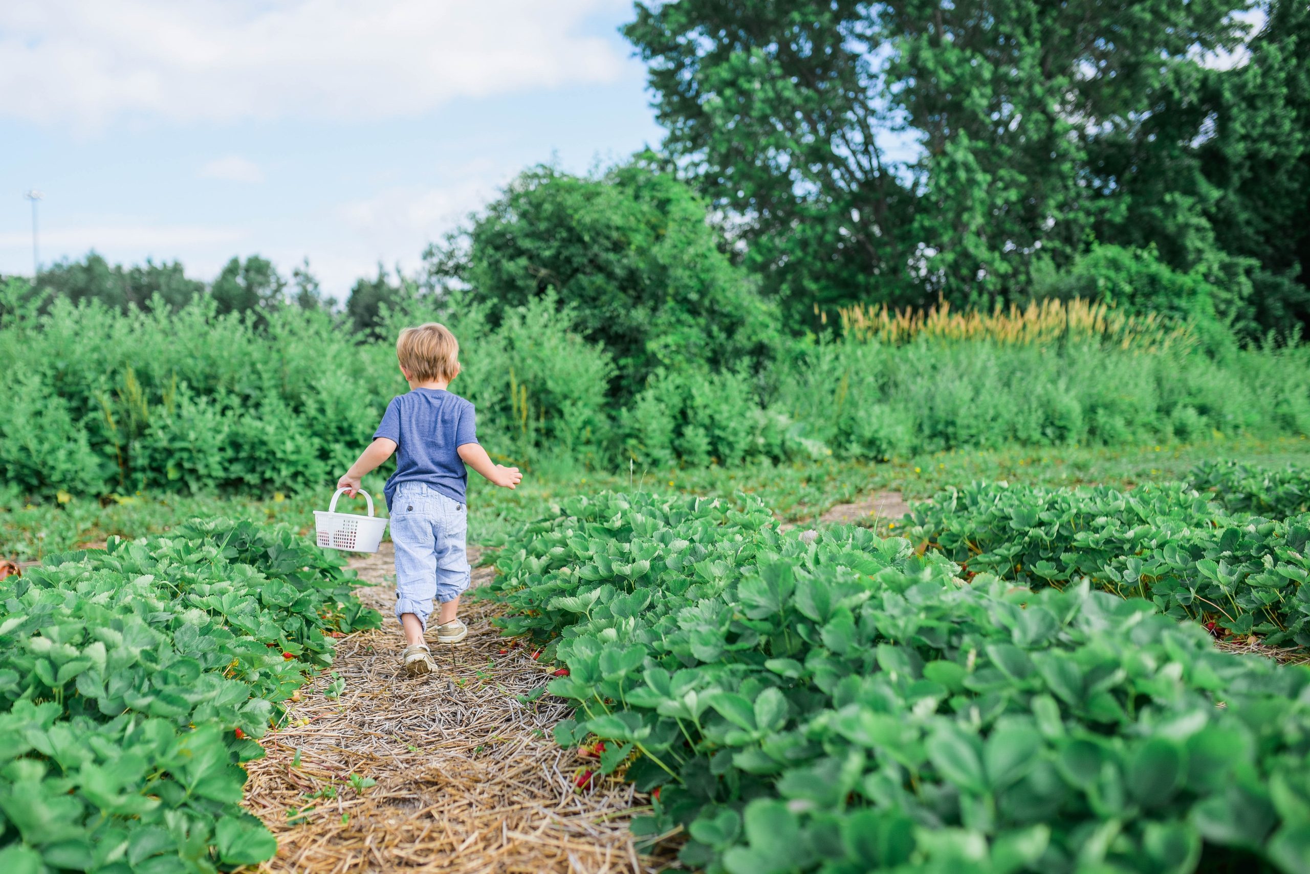 The Sustainable Gardener’s Guide to a Lush No-Dig Garden