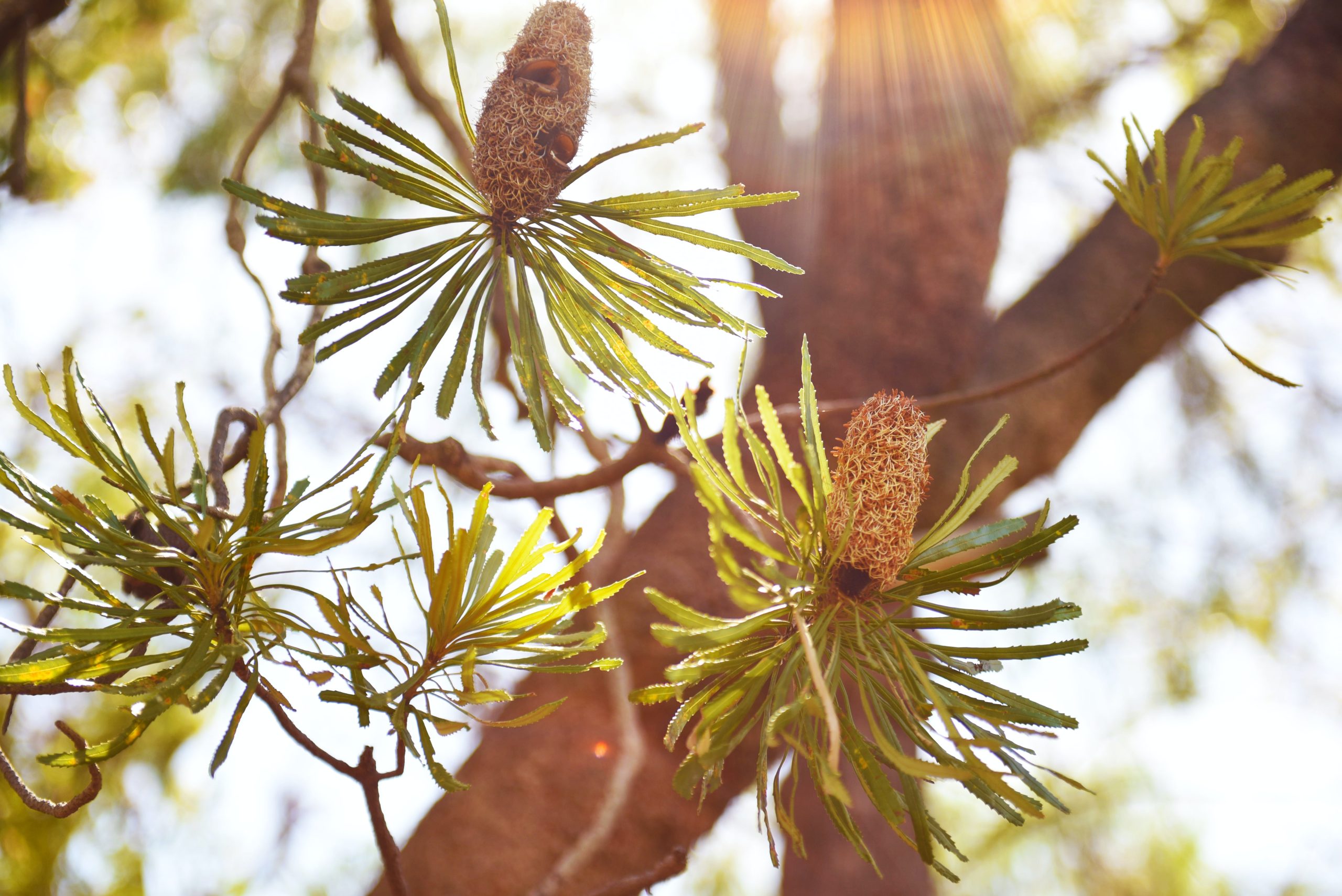 Preserving Beauty, Saving Drops: Mastering Water-Wise Gardening for an Enchanting Landscape