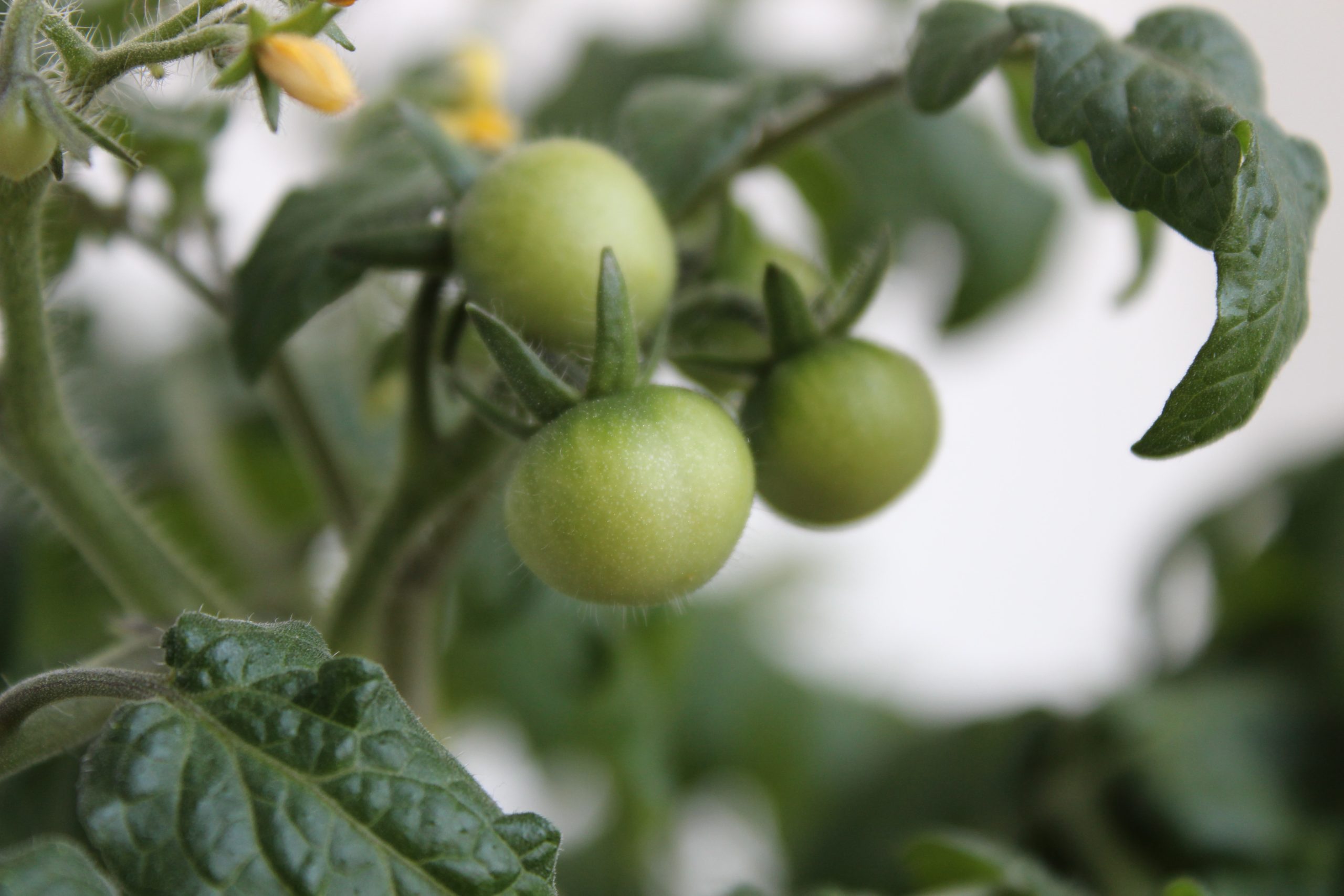 The Best Fried Green Tomatoes in America: From Southern Comfort to Gourmet