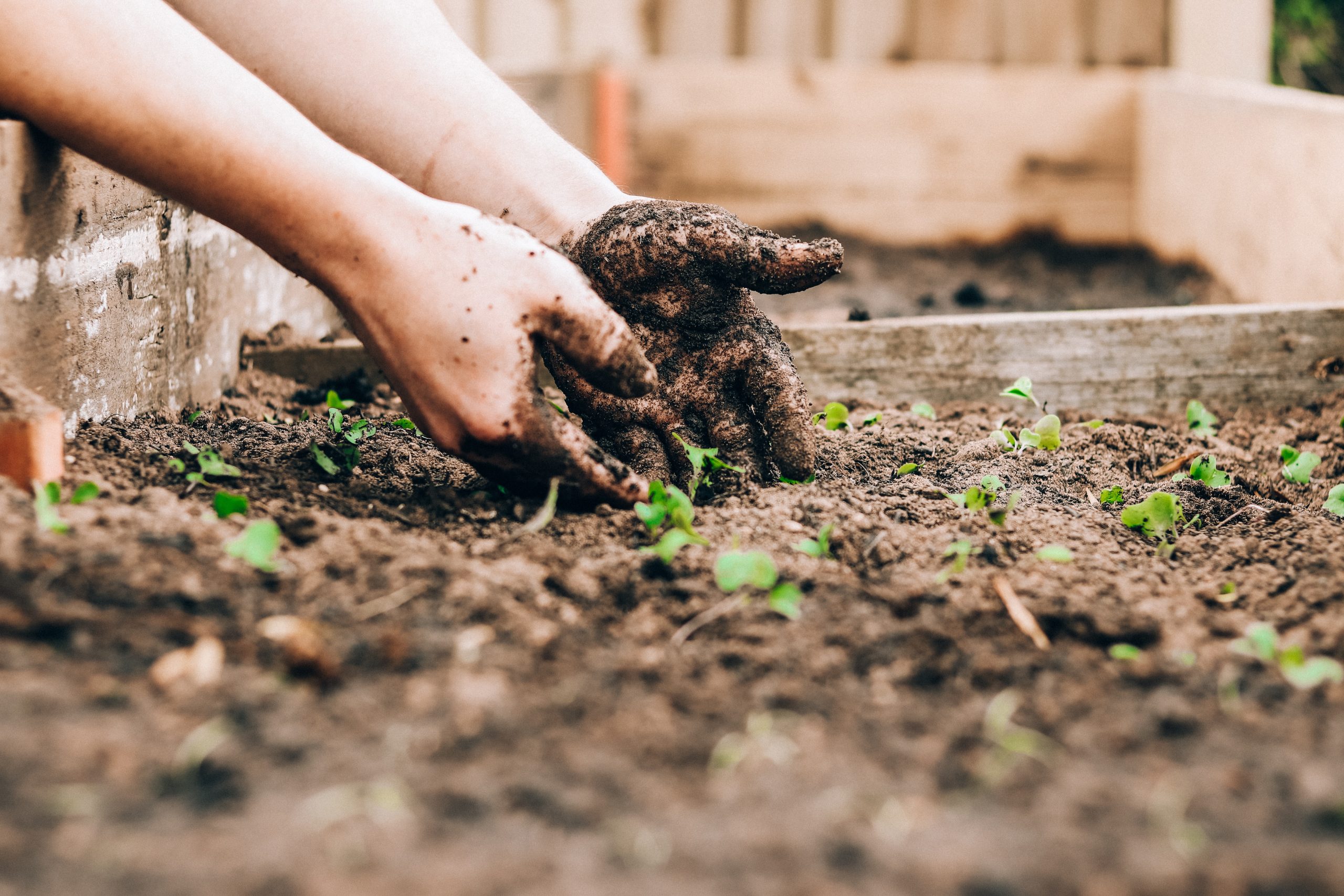 From Sweat to Sweet: Harvesting Joy in Celebrating Your Achievements