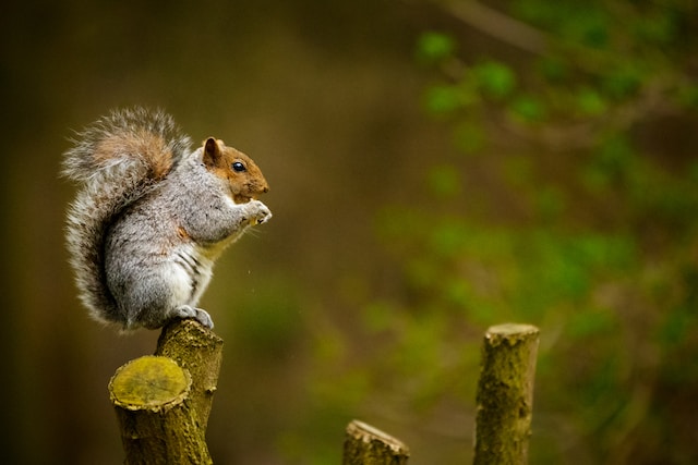 Role of Nuts in the Squirrel Diet Acorns