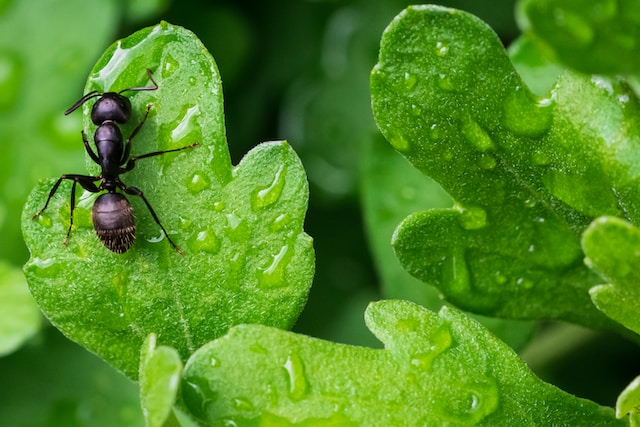 Behavior and Social Habits of Ants